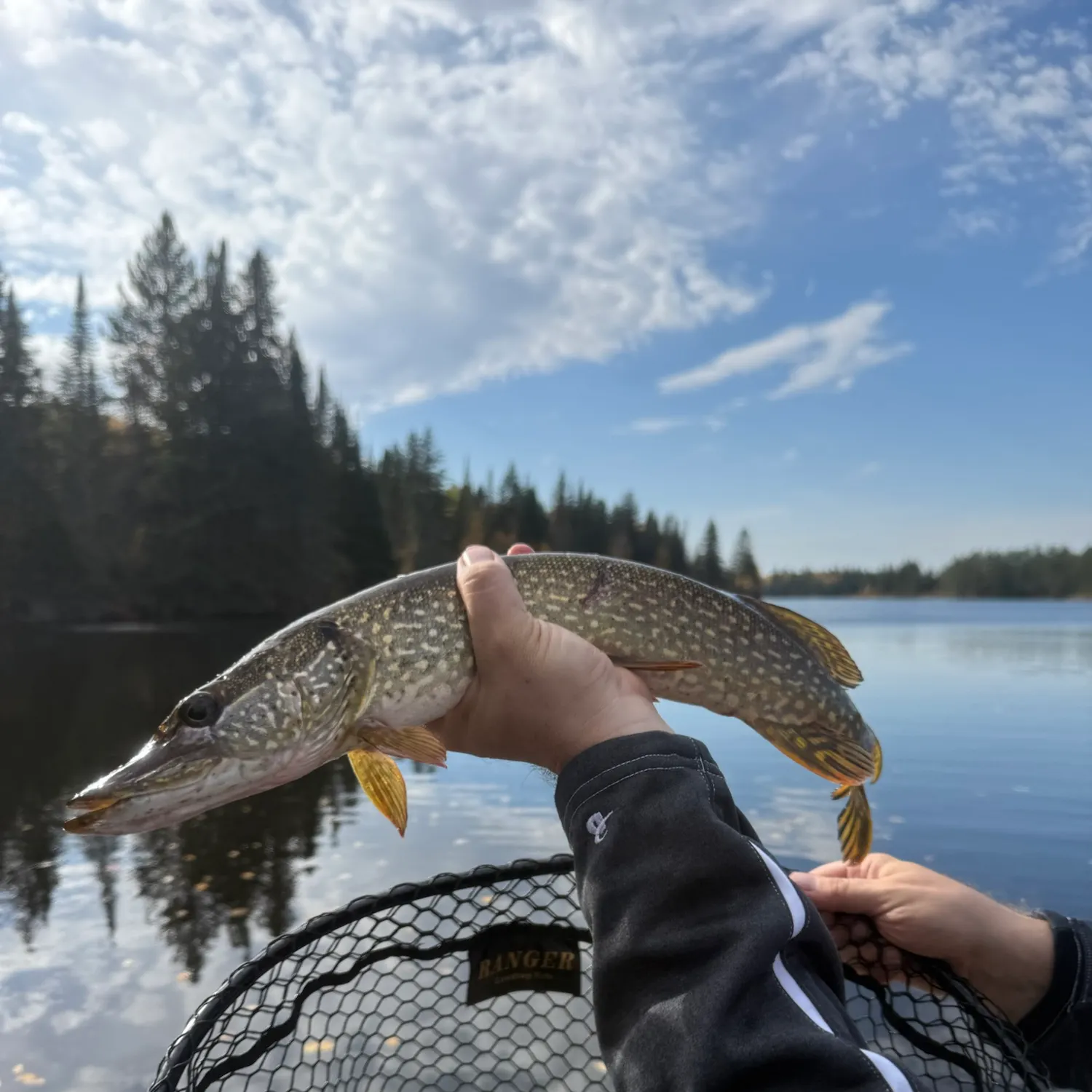 Northern pike caught on Fishbrain