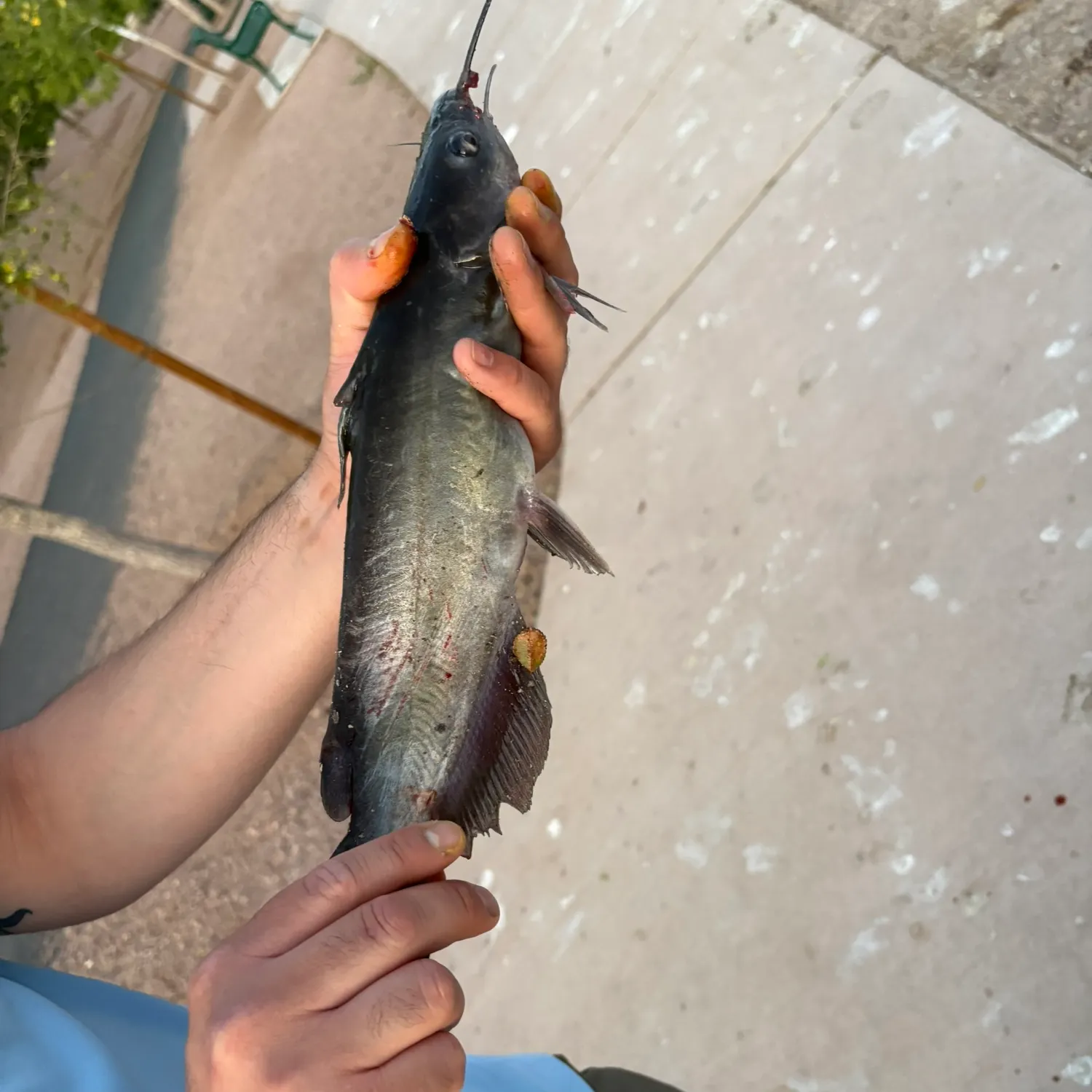 catch