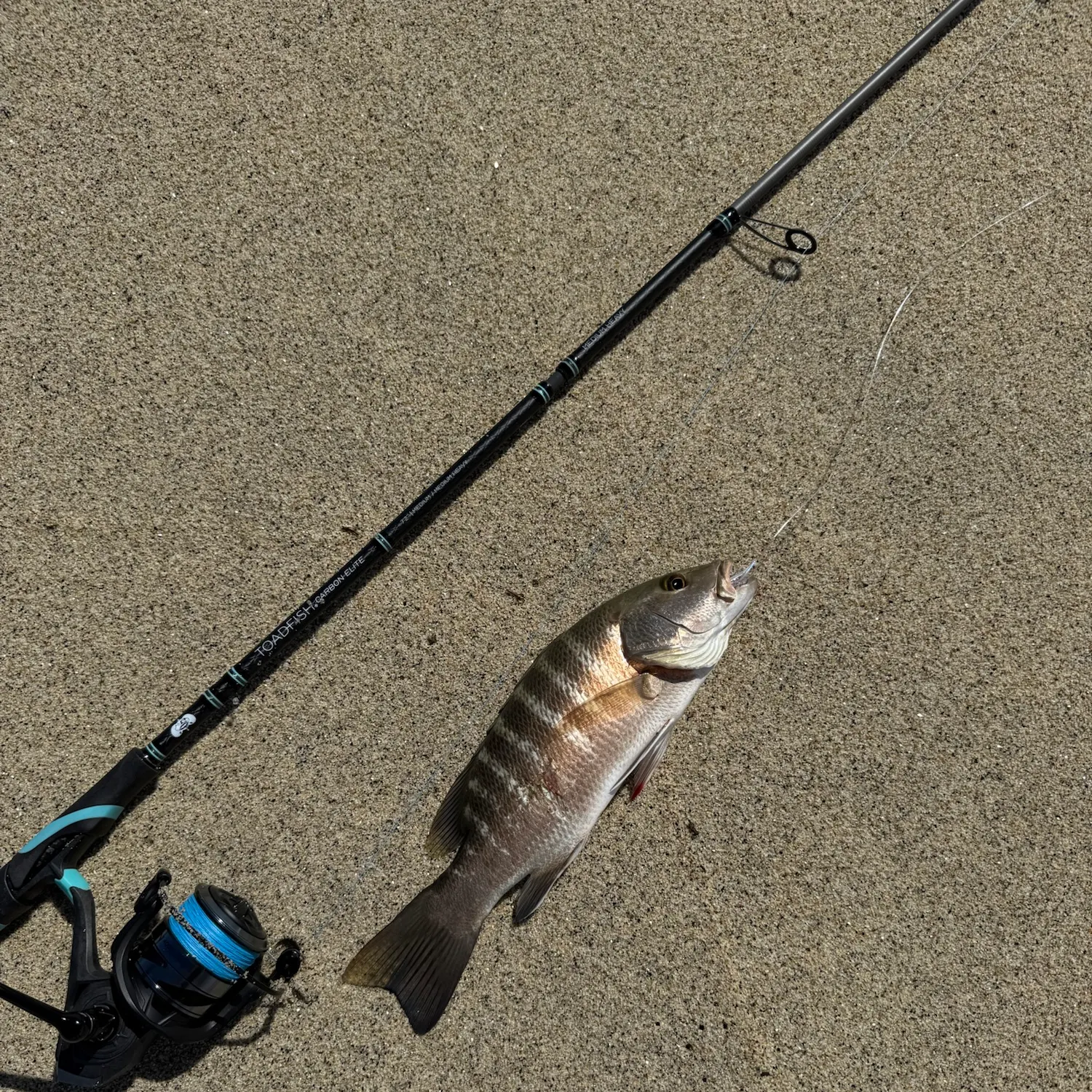 Dog Snapper caught on Fishbrain
