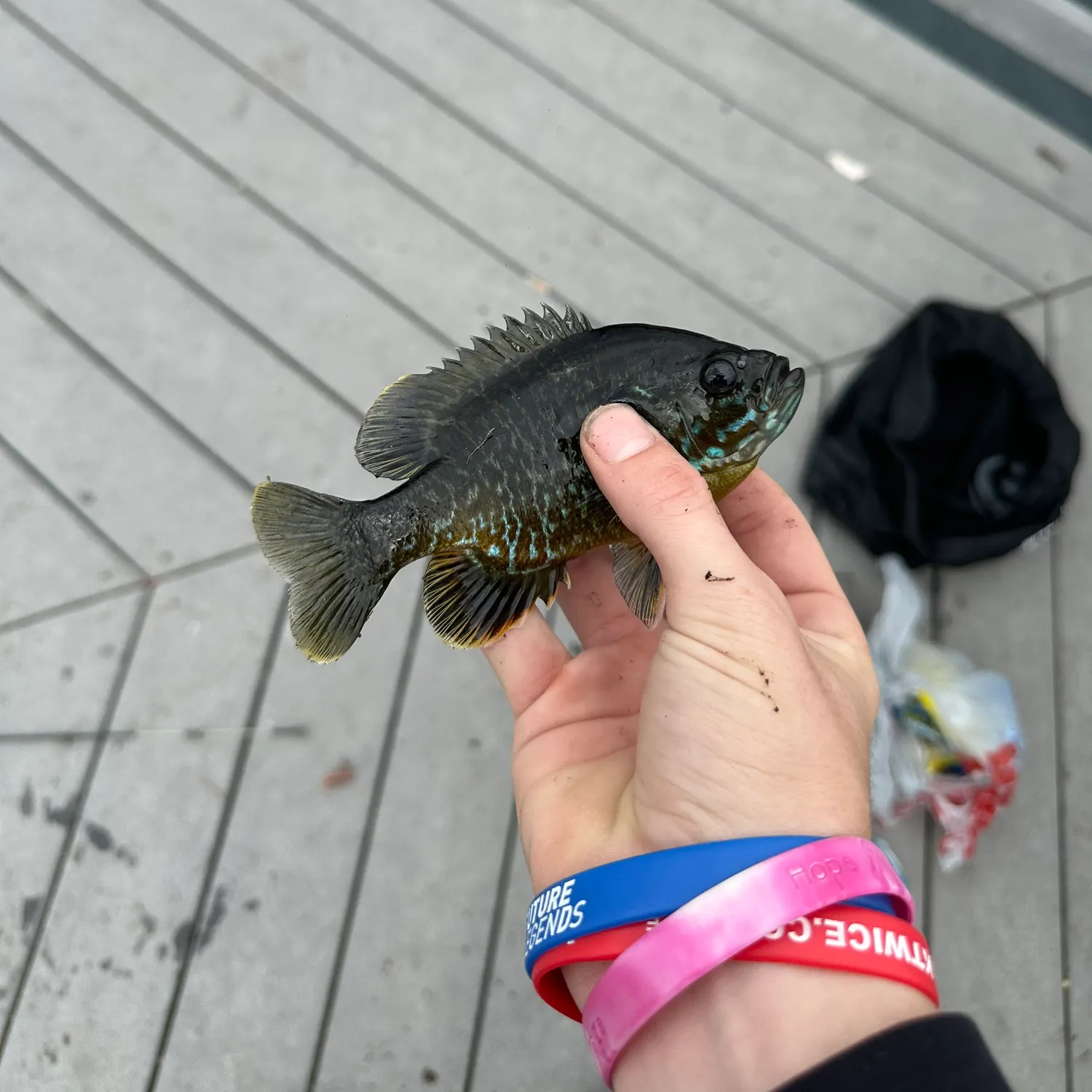 recently logged catches