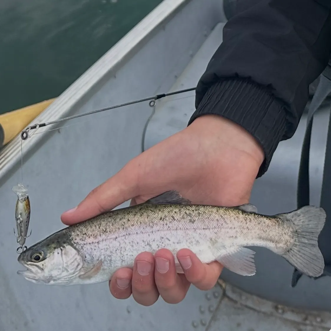 Rainbow trout caught on Fishbrain