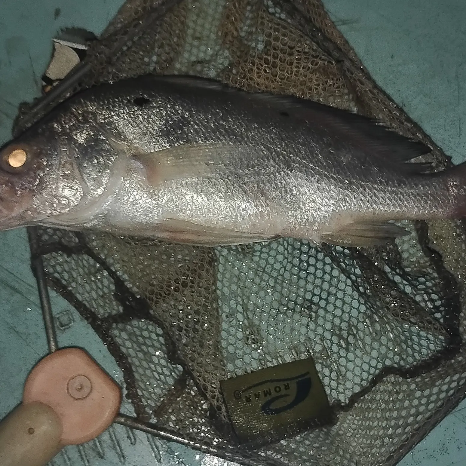 Black drum caught on Fishbrain