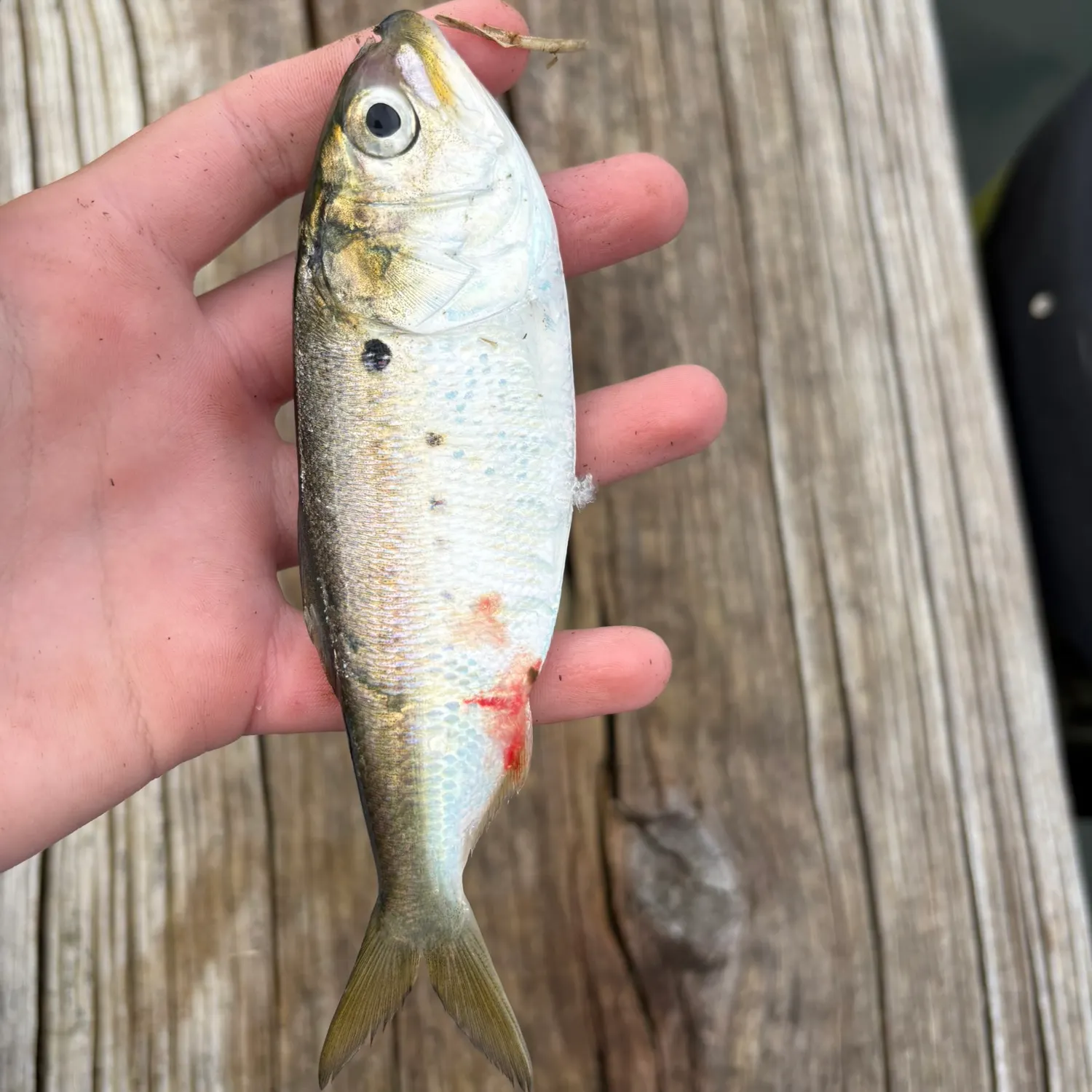 The most recent Gulf menhaden catches on Fishbrain