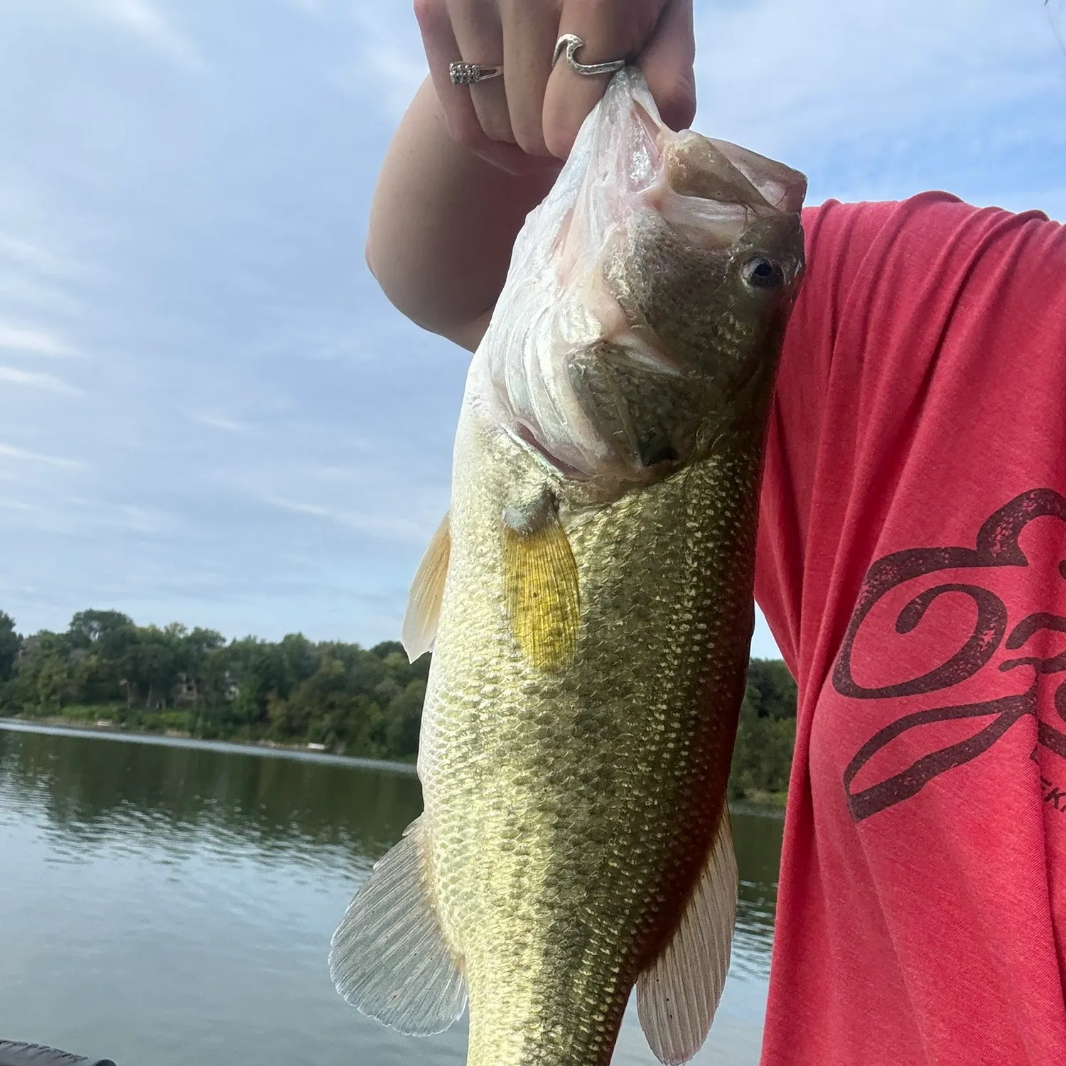 Largemouth bass caught on Fishbrain