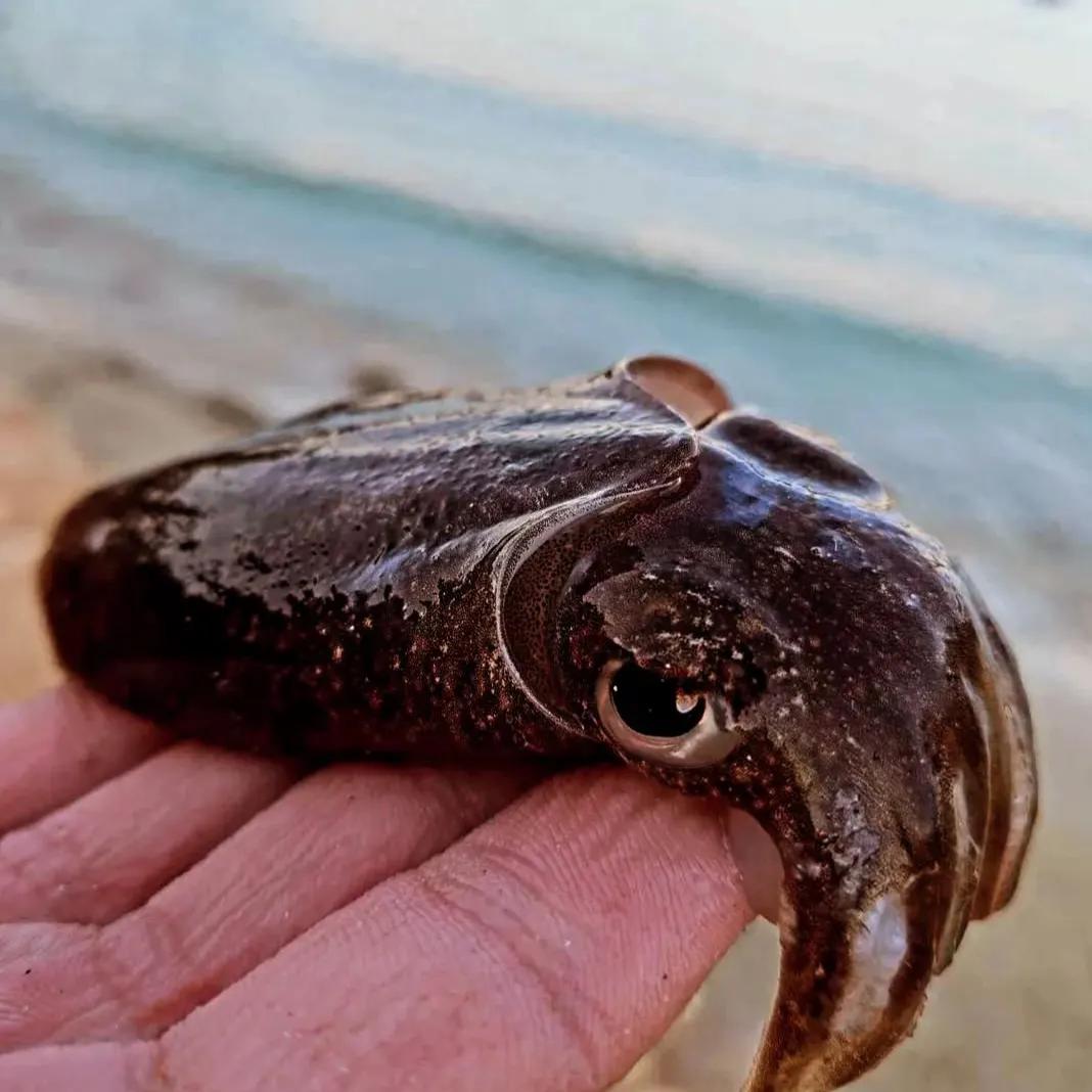 The most recent Bigfin reef squid catches on Fishbrain