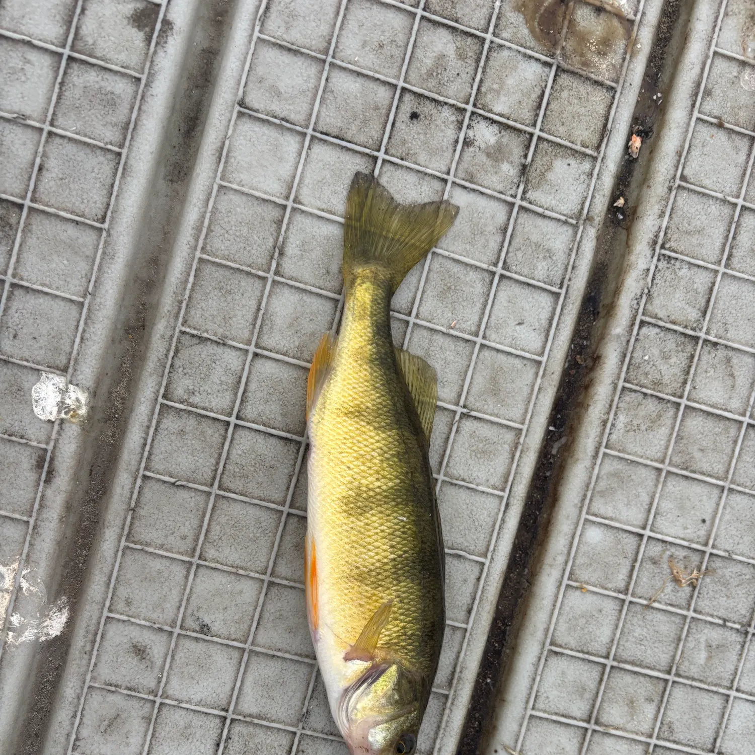 Yellow perch caught on Fishbrain