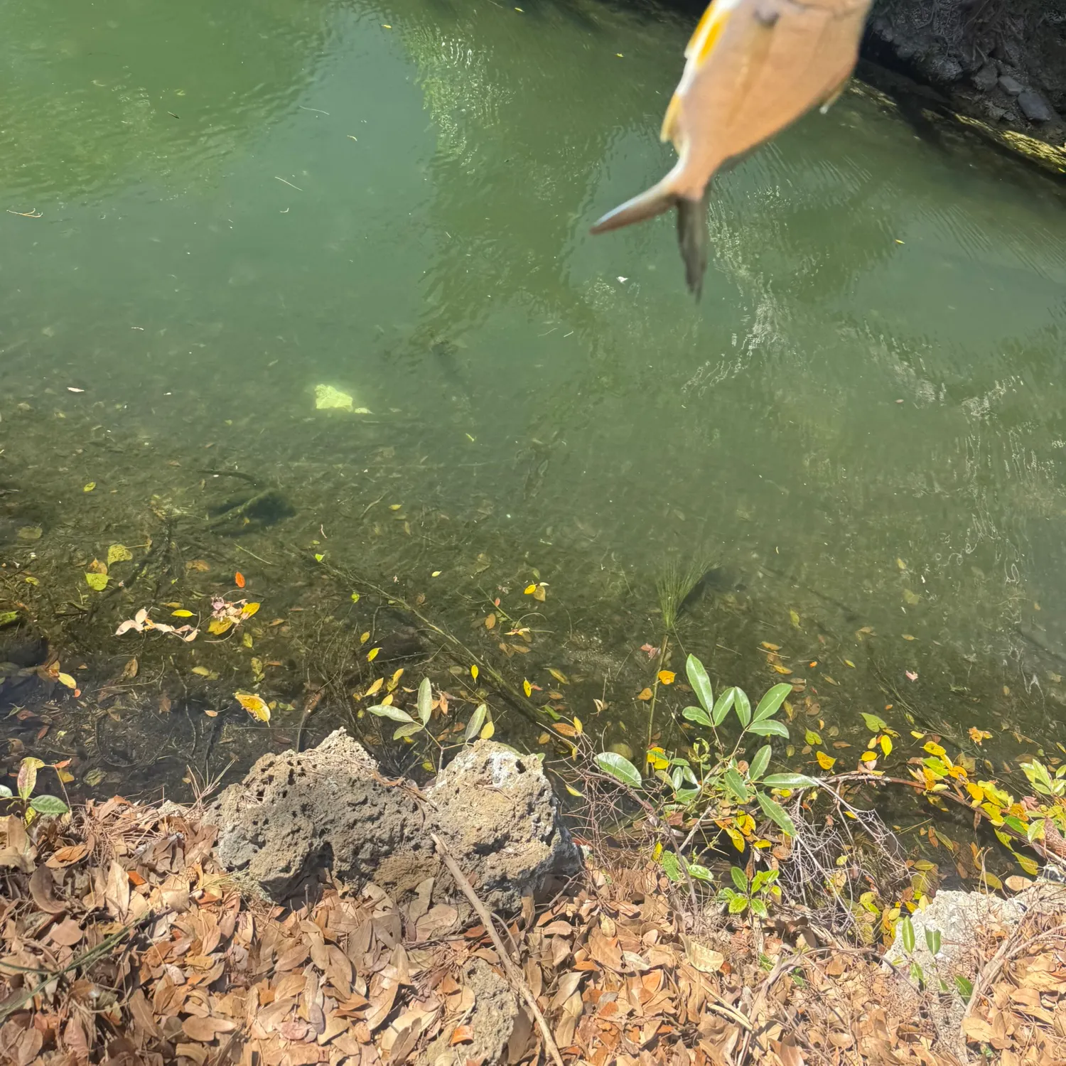 The most recent Yellowfin mojarra catches on Fishbrain