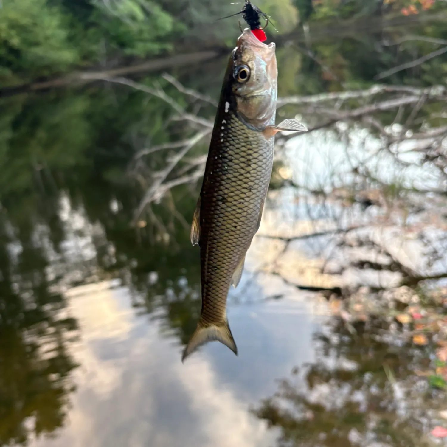Fallfish caught on Fishbrain