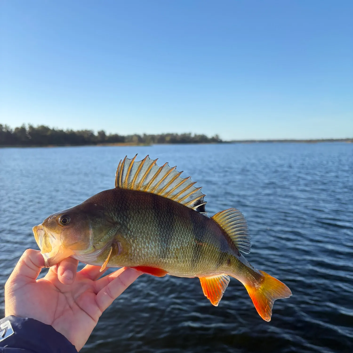 European perch caught on Fishbrain