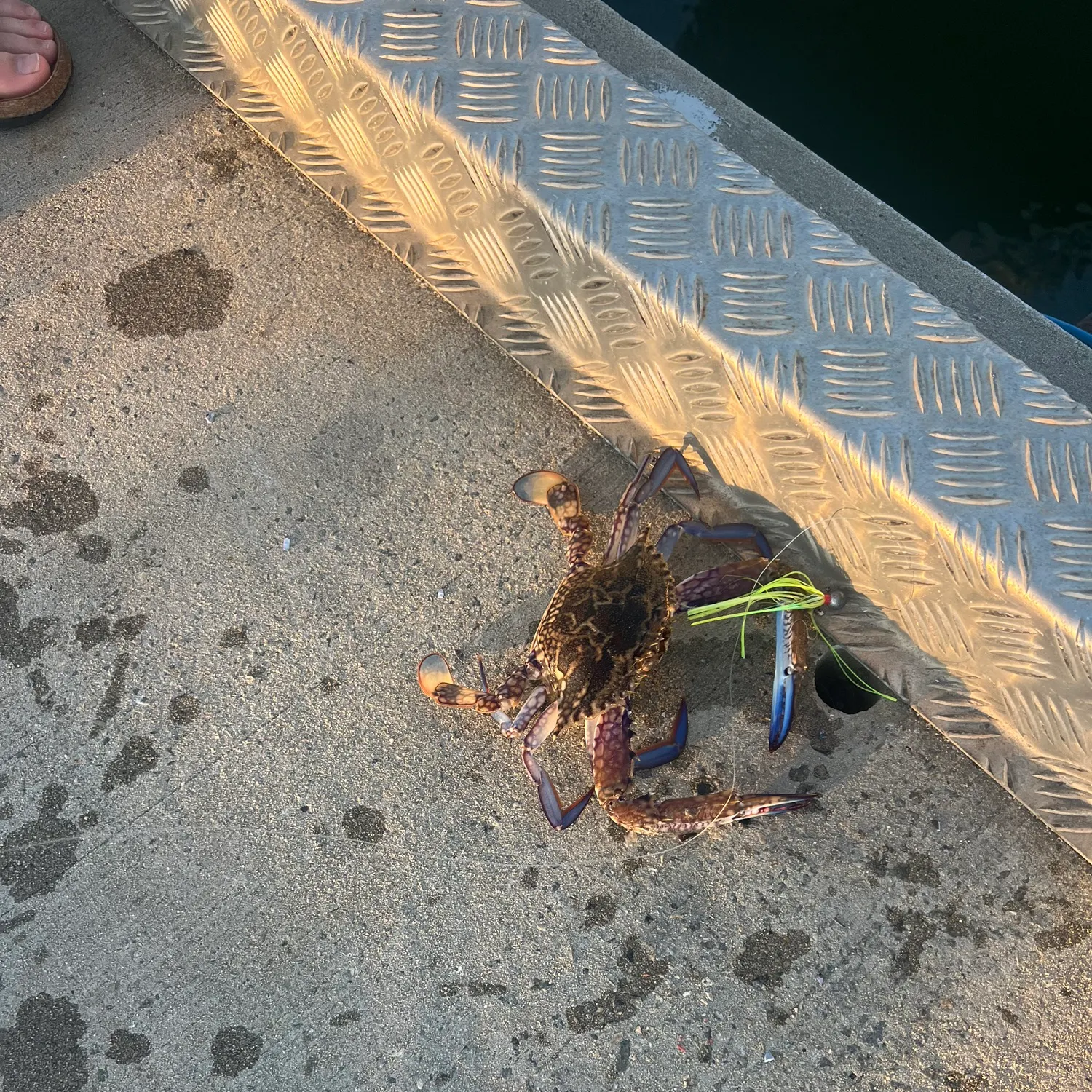 Blue swimmer crab caught on Fishbrain