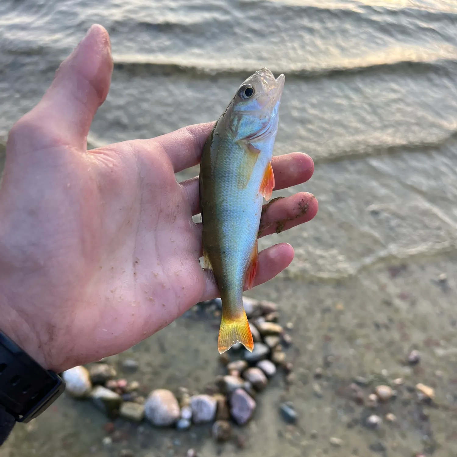 European perch caught on Fishbrain