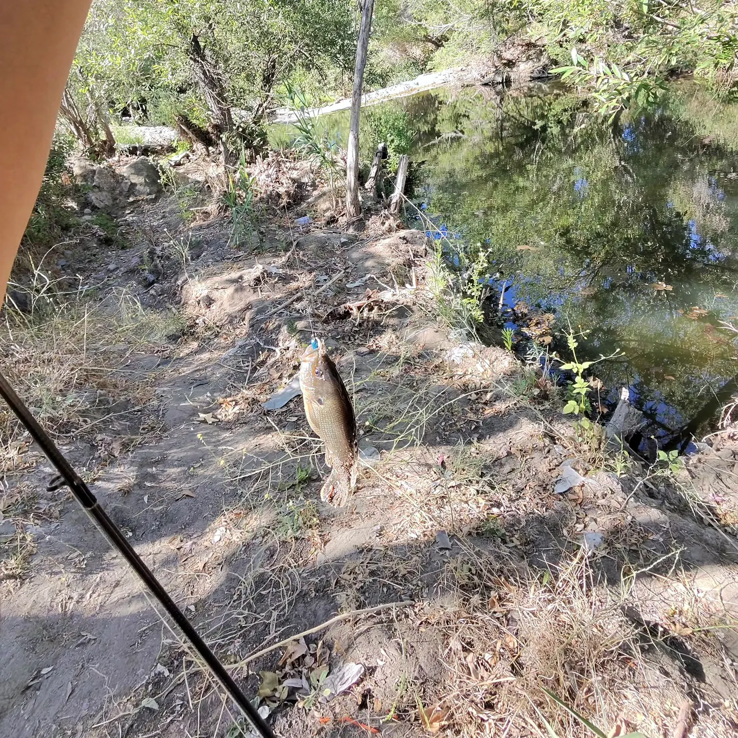 The most recent Arroyo chub catches on Fishbrain