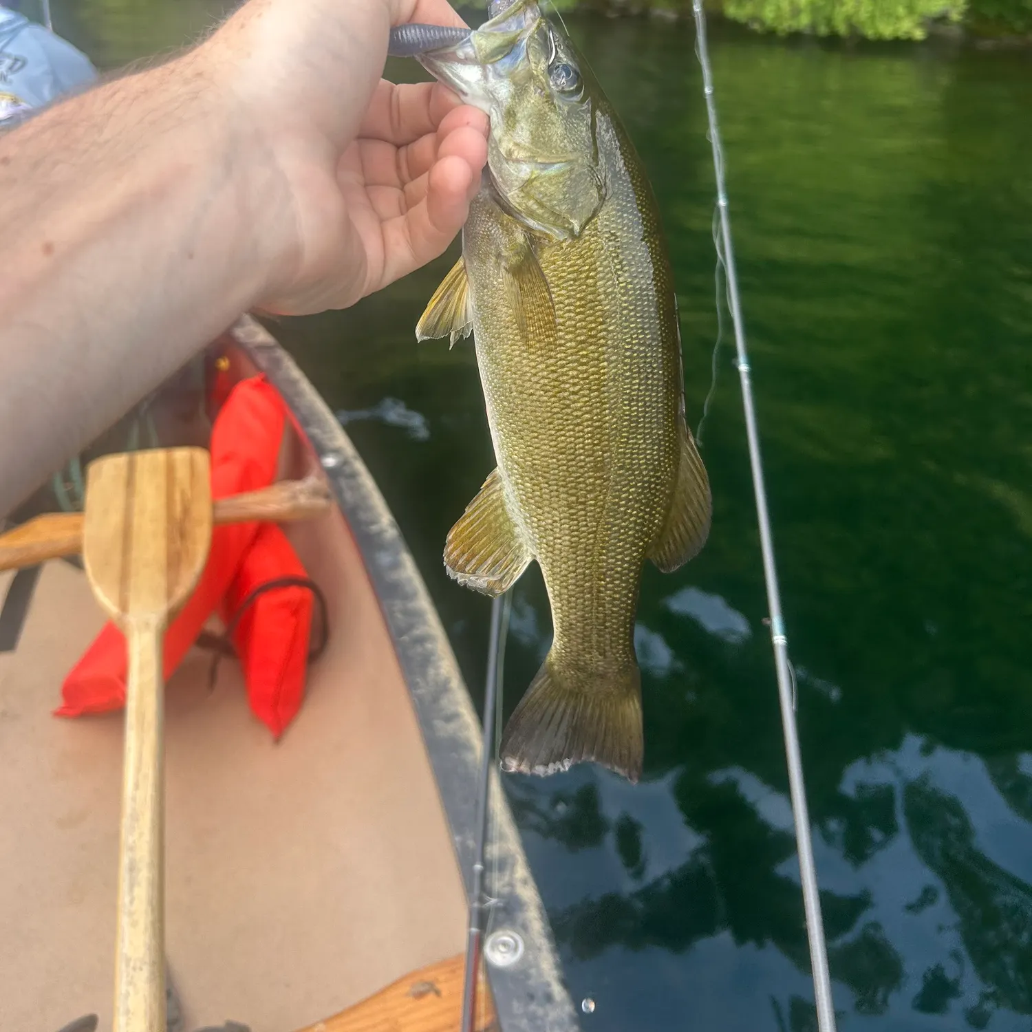 Smallmouth bass caught on Fishbrain