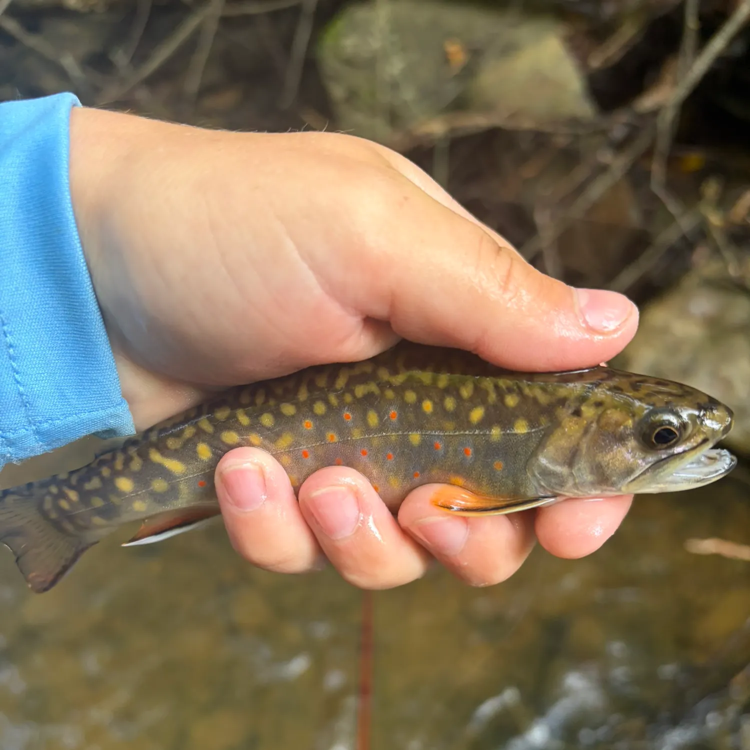 Brook trout caught on Fishbrain