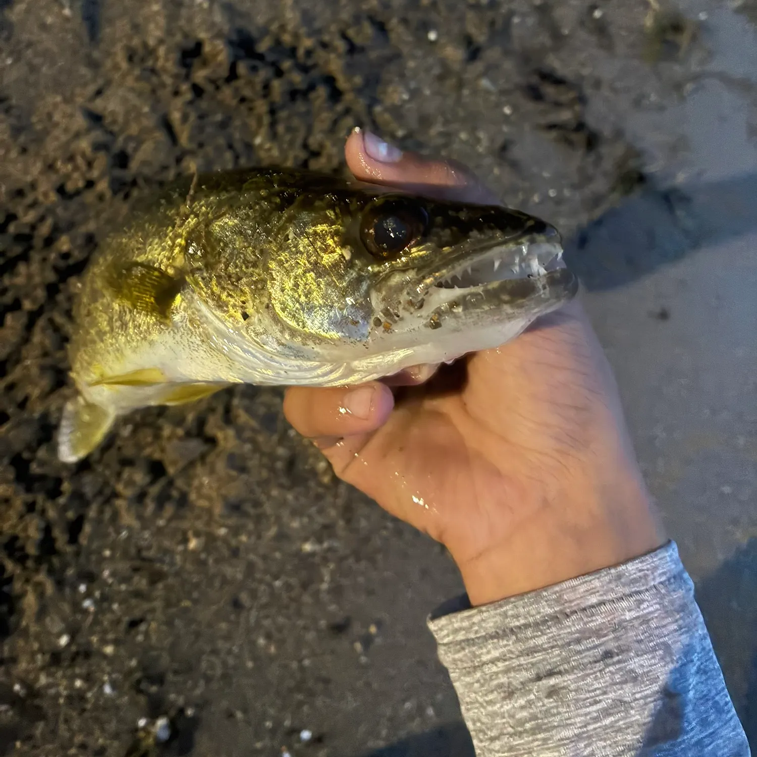 Walleye caught on Fishbrain