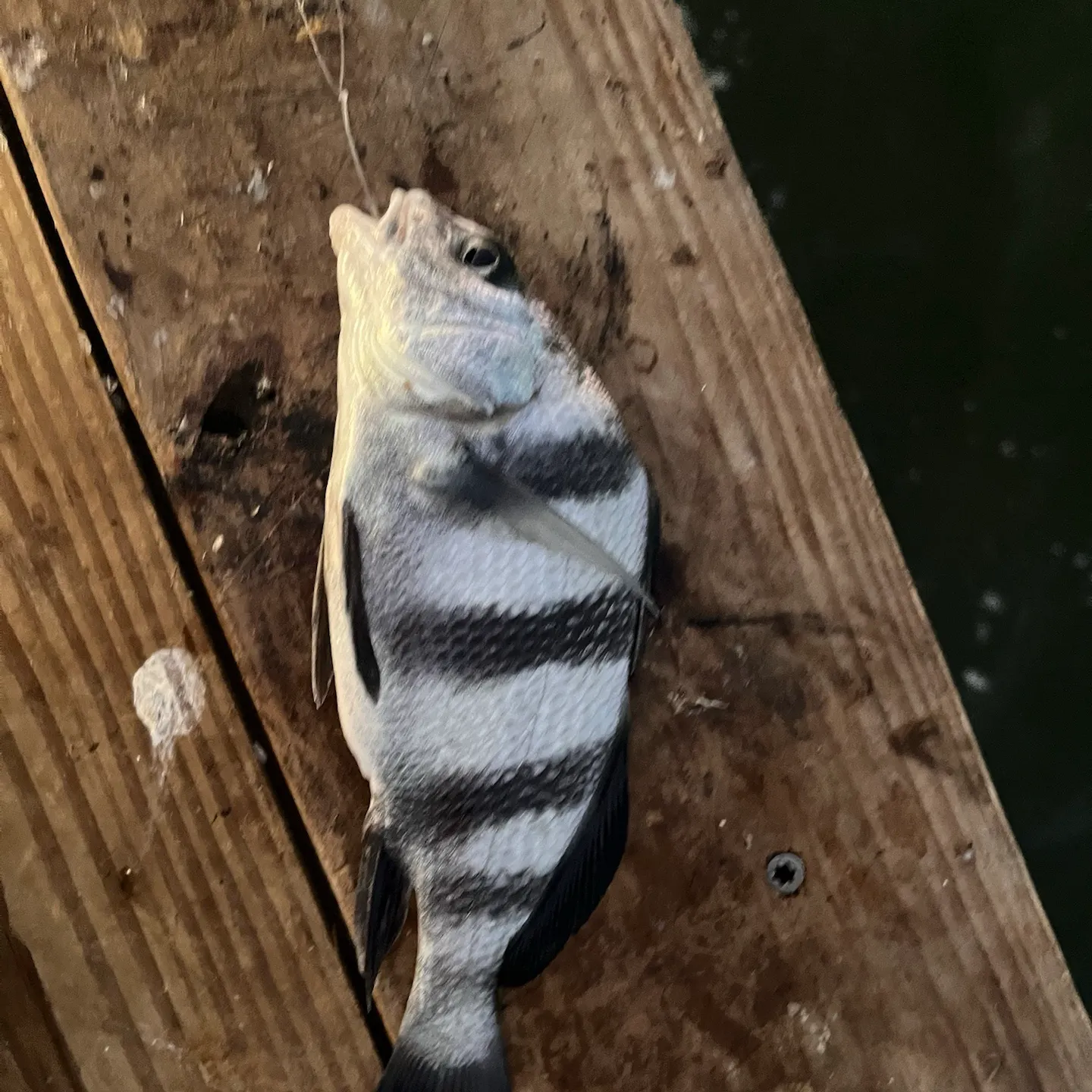 Black drum caught on Fishbrain