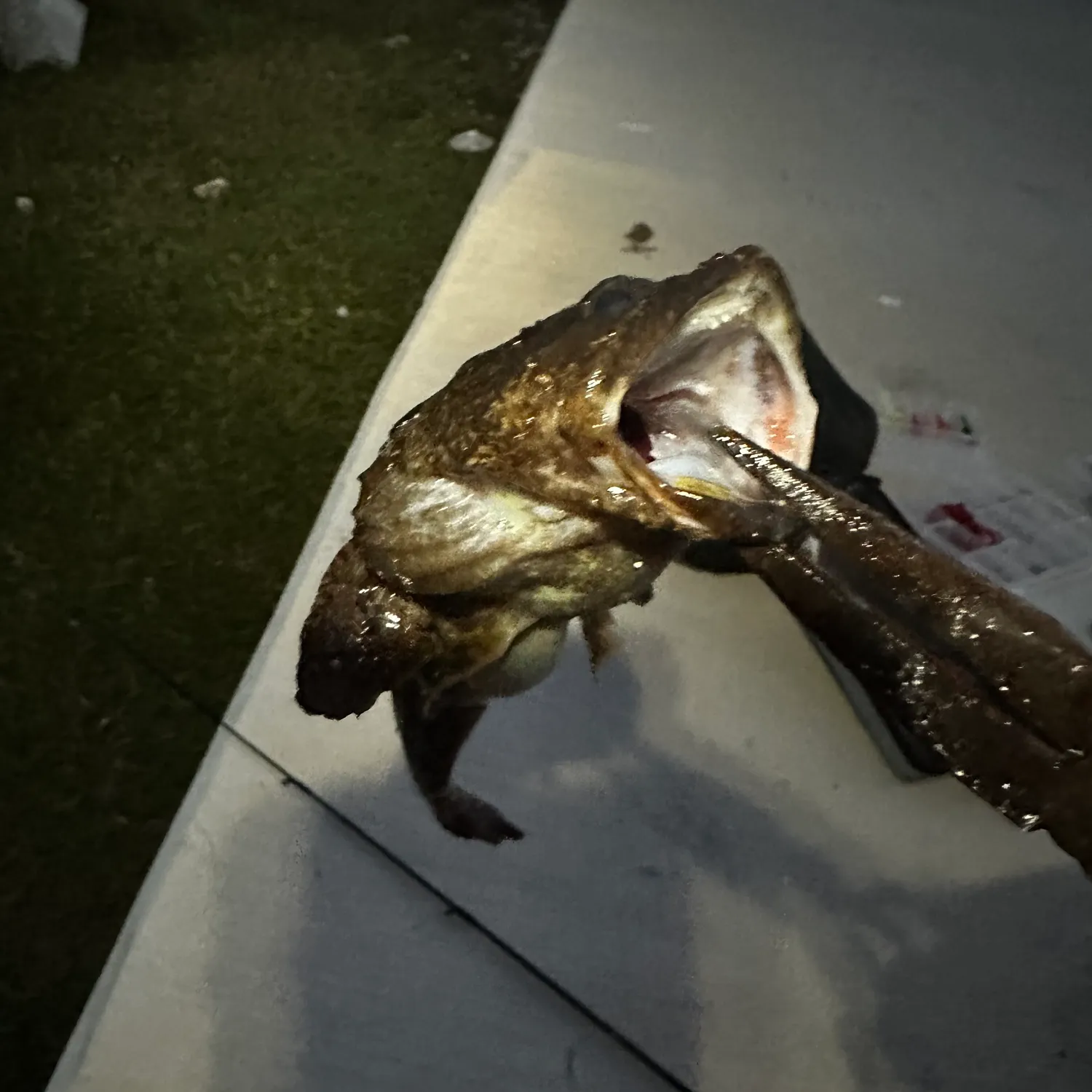 The most recent Gulf toadfish catches on Fishbrain