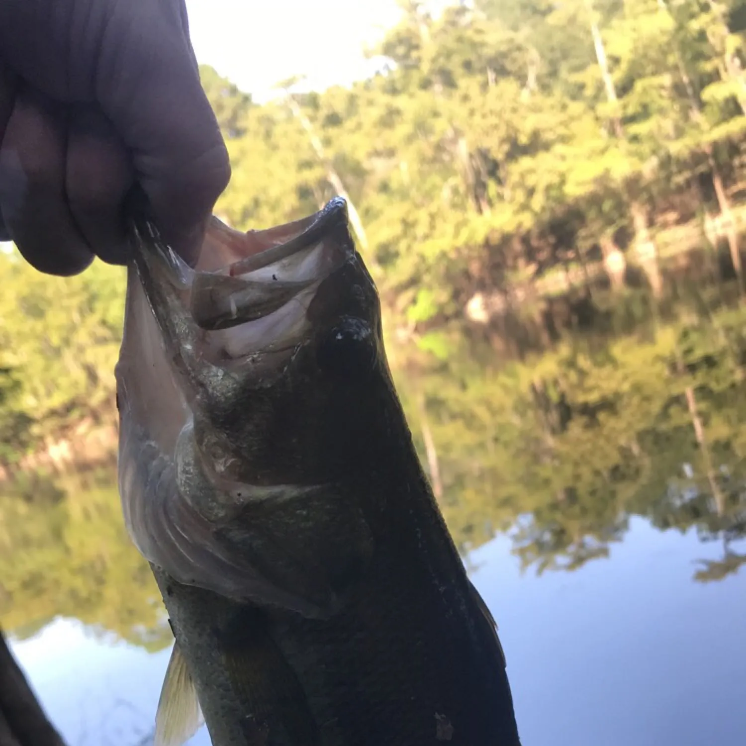 ᐅ Hill Lake fishing reports🎣• Carthage, TX (United States) fishing
