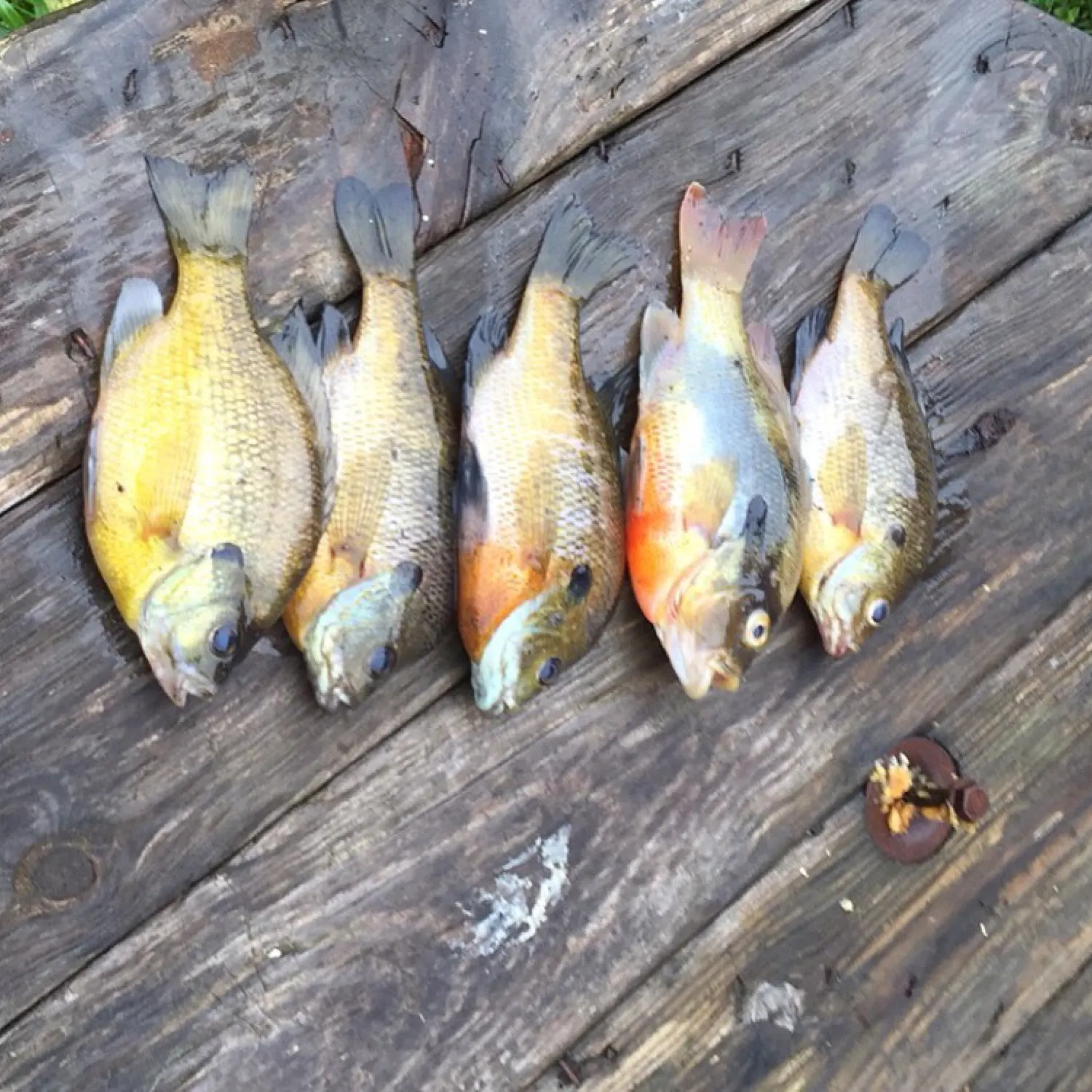 recently logged catches