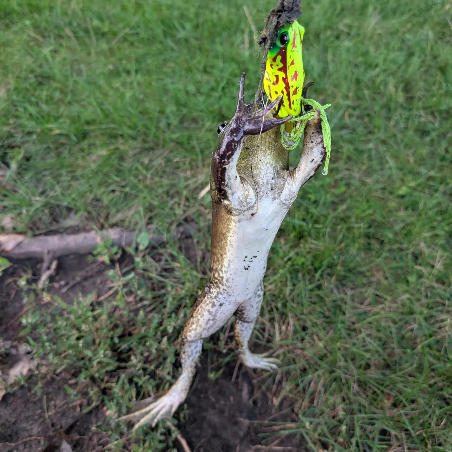 The most recent American bullfrog catches on Fishbrain