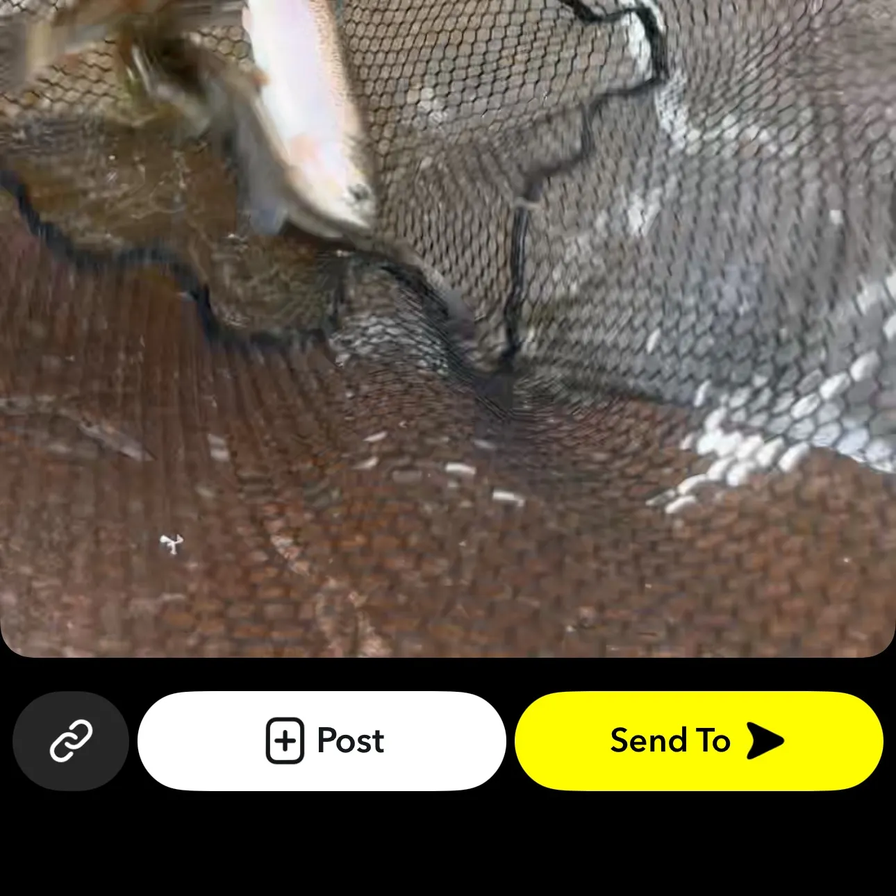Rainbow trout caught on Fishbrain