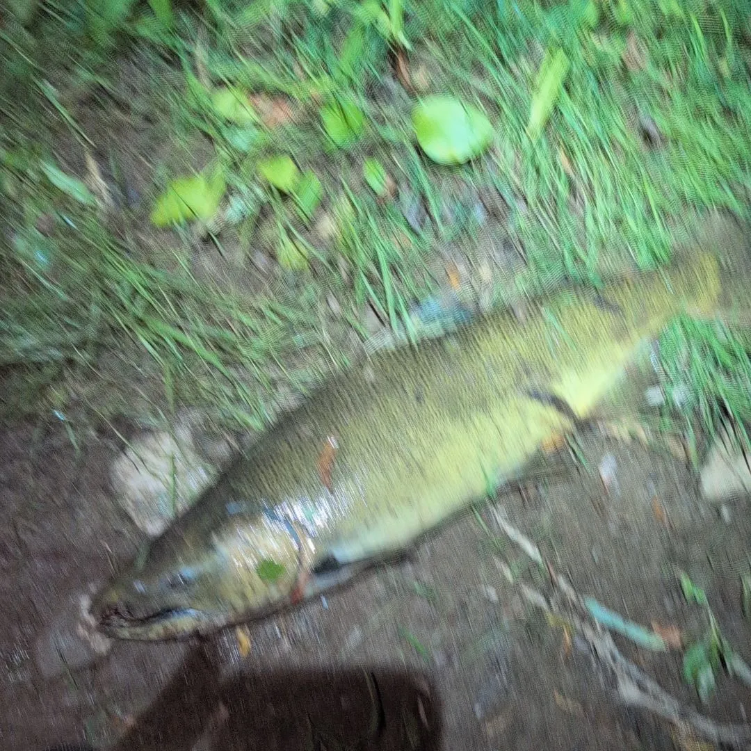 Chum salmon caught on Fishbrain