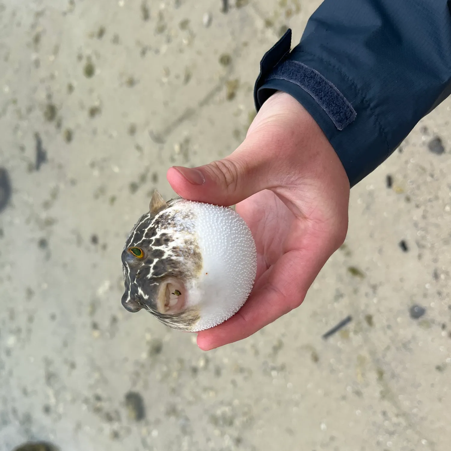 The most recent Checkered puffer catches on Fishbrain