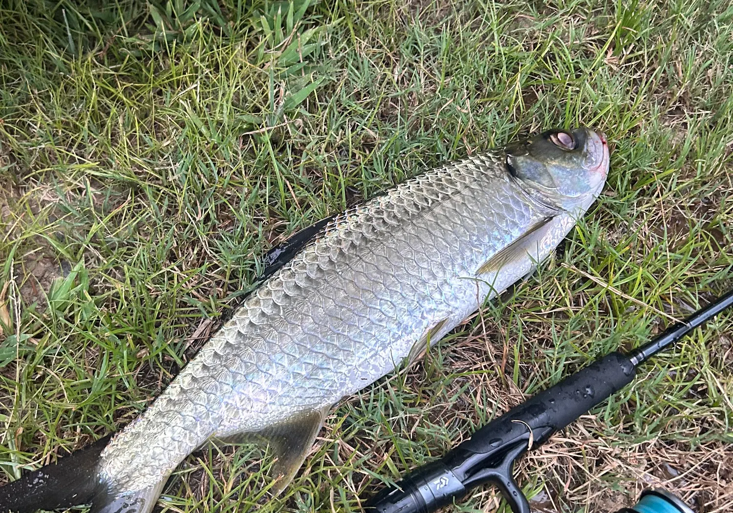 Indo-Pacific tarpon