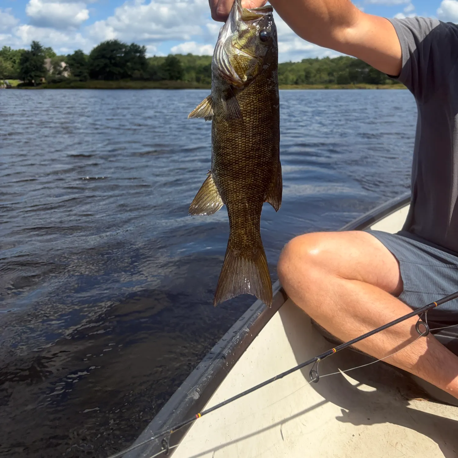 Smallmouth bass caught on Fishbrain
