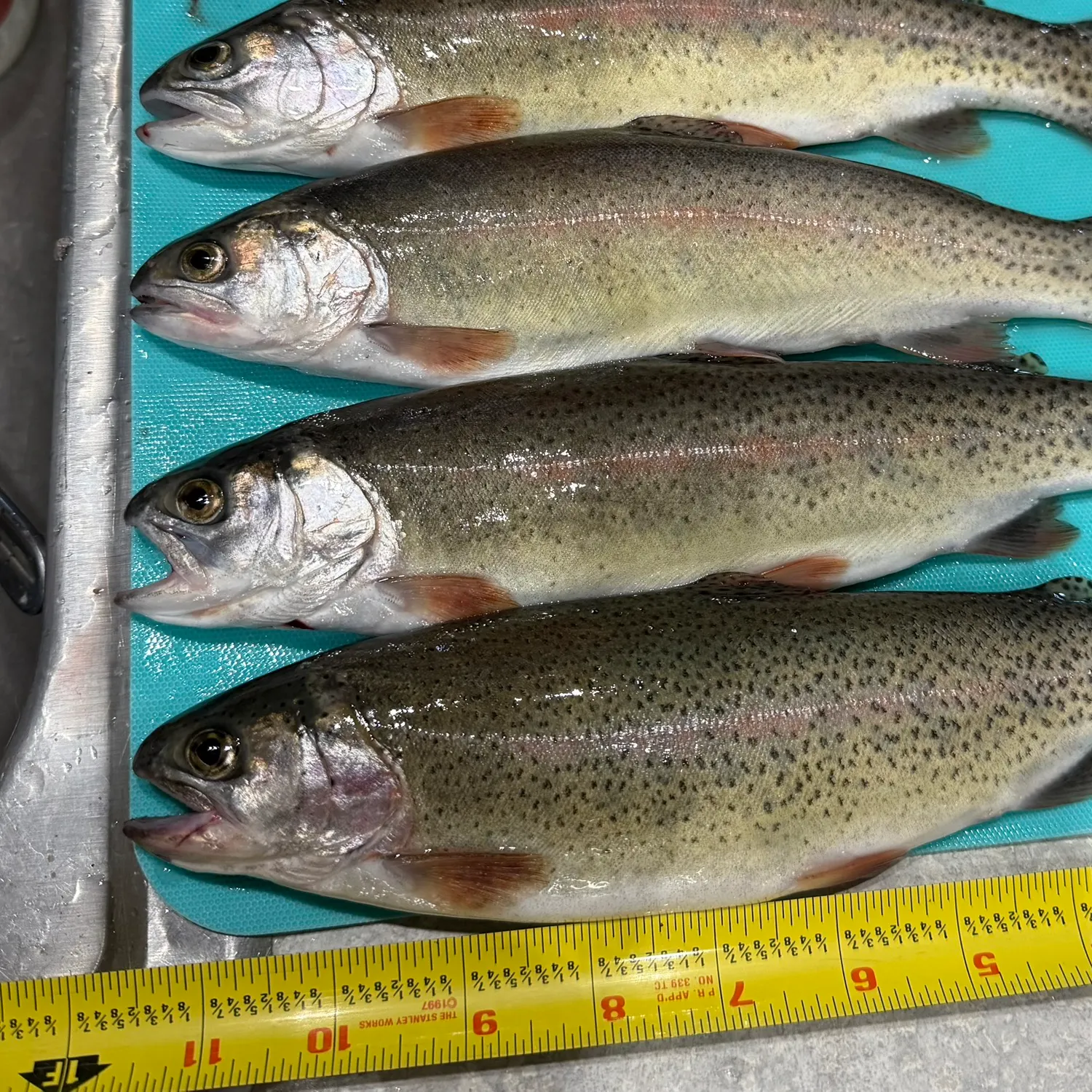 recently logged catches