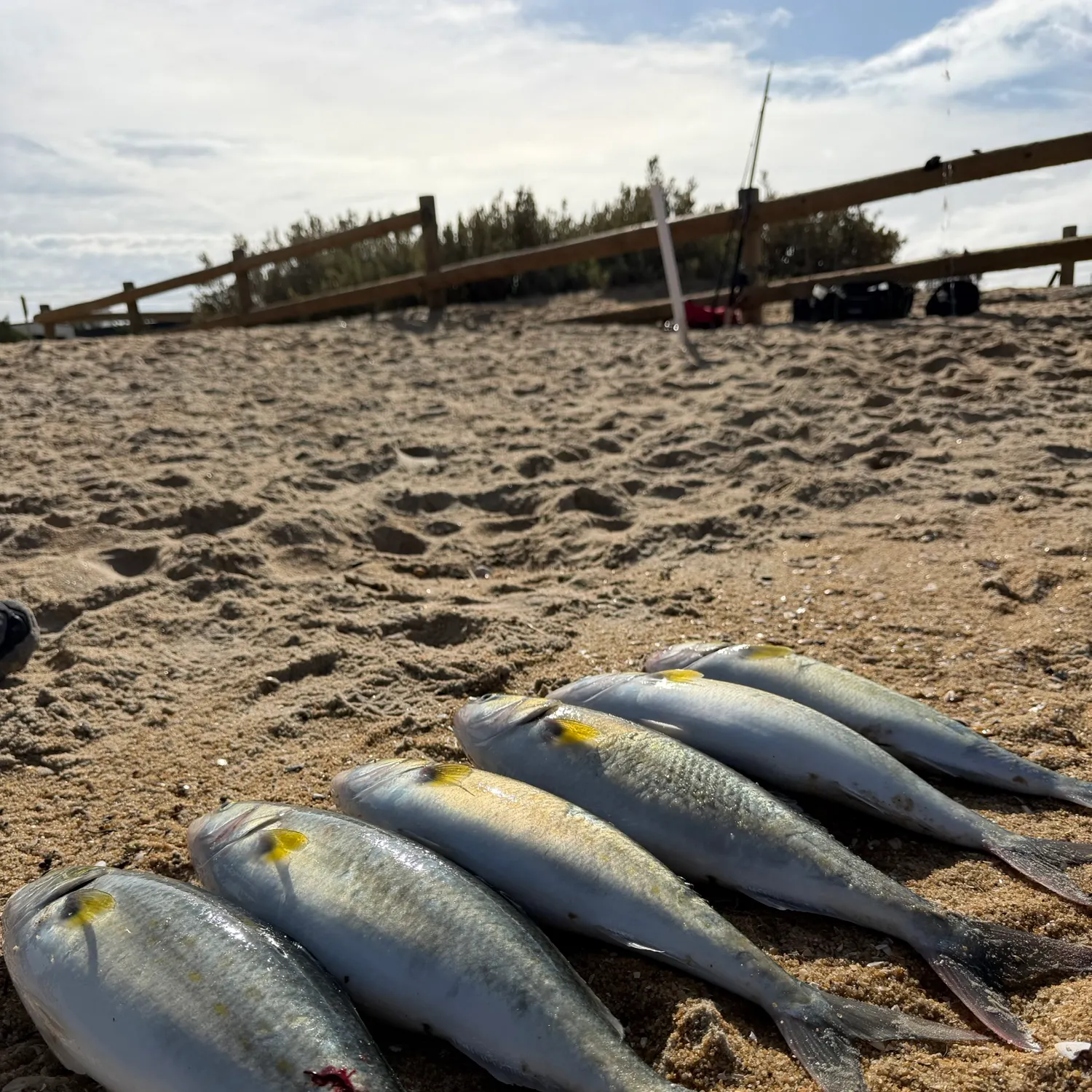 The most recent Eastern Australian salmon catches on Fishbrain