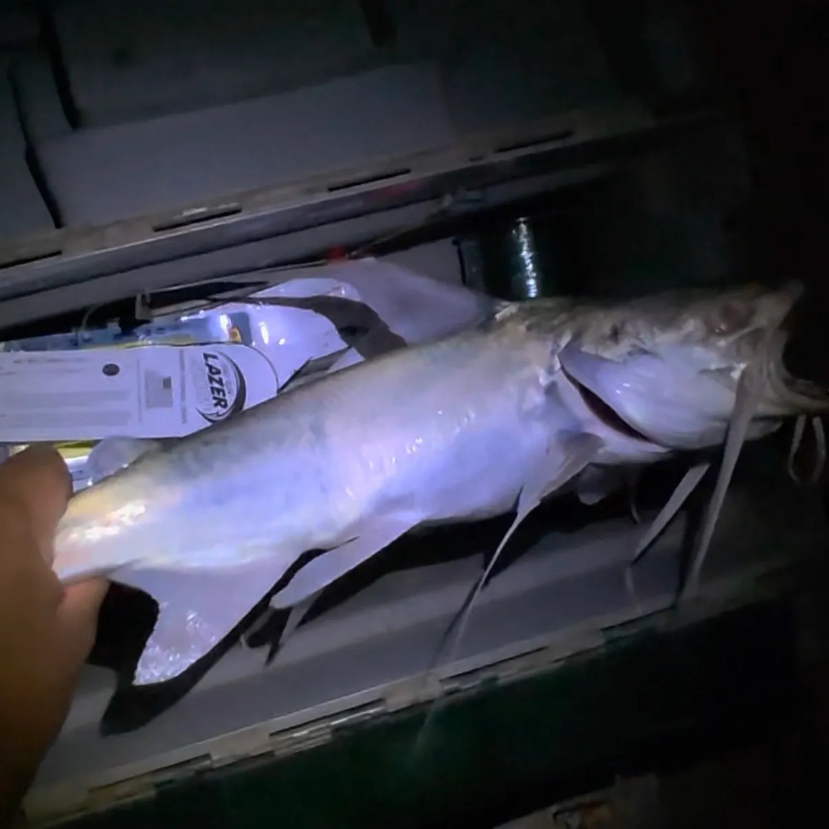 Gafftopsail sea catfish caught on Fishbrain