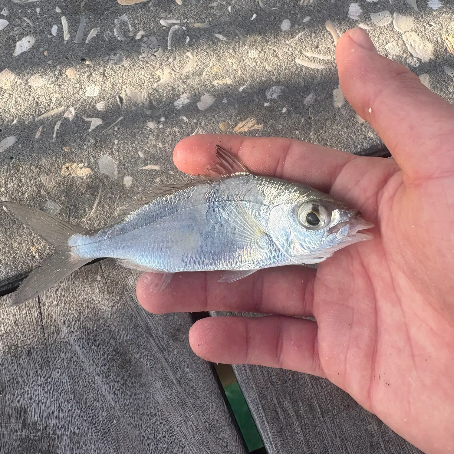 The most recent Atlantic spotfin mojarra catches on Fishbrain