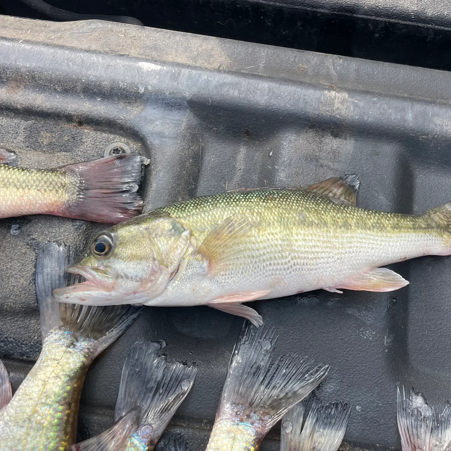 The most recent Shoal bass catches on Fishbrain