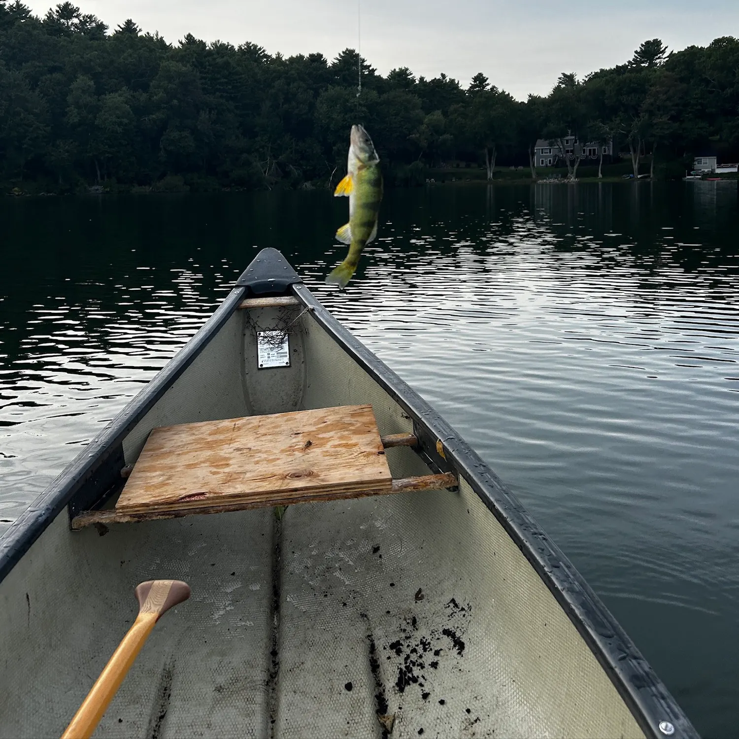 Yellow perch caught on Fishbrain