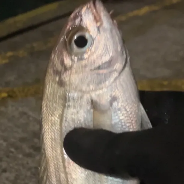 The most recent Red seabream catches on Fishbrain