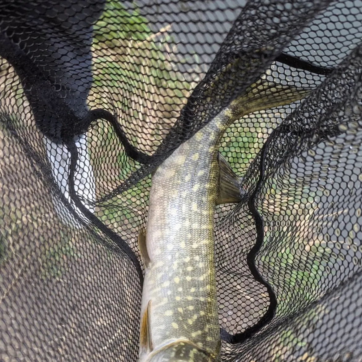Northern pike caught on Fishbrain