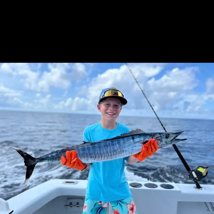 The most recent Wahoo catches on Fishbrain