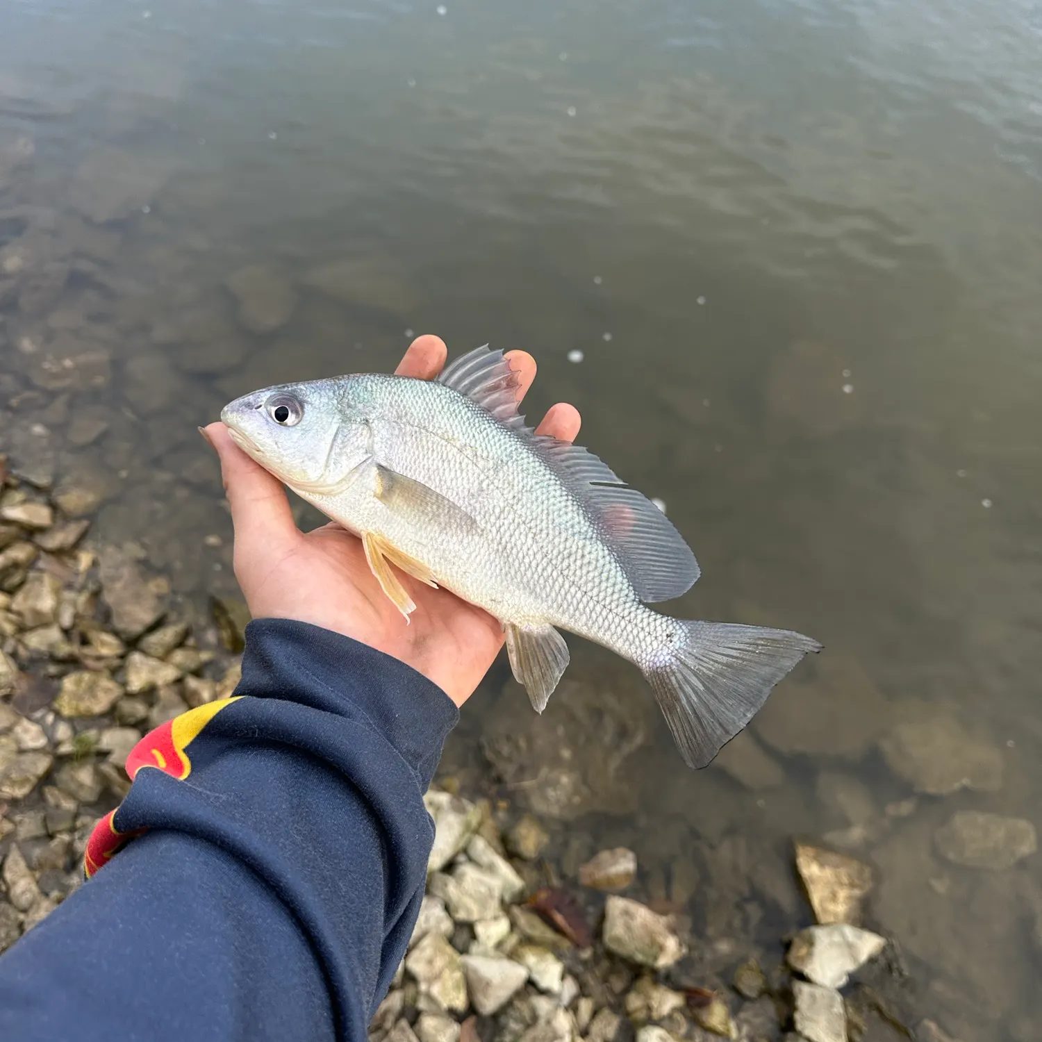 The most recent Freshwater drum catches on Fishbrain