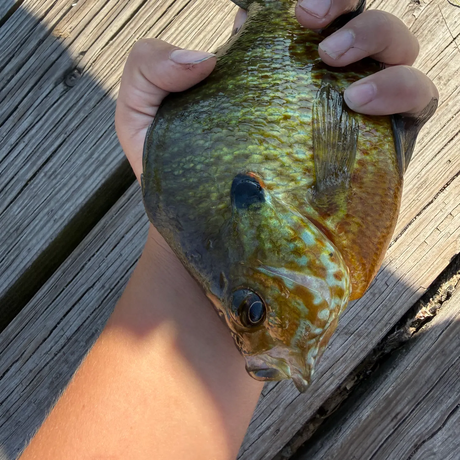 Greengill hybrid caught on Fishbrain