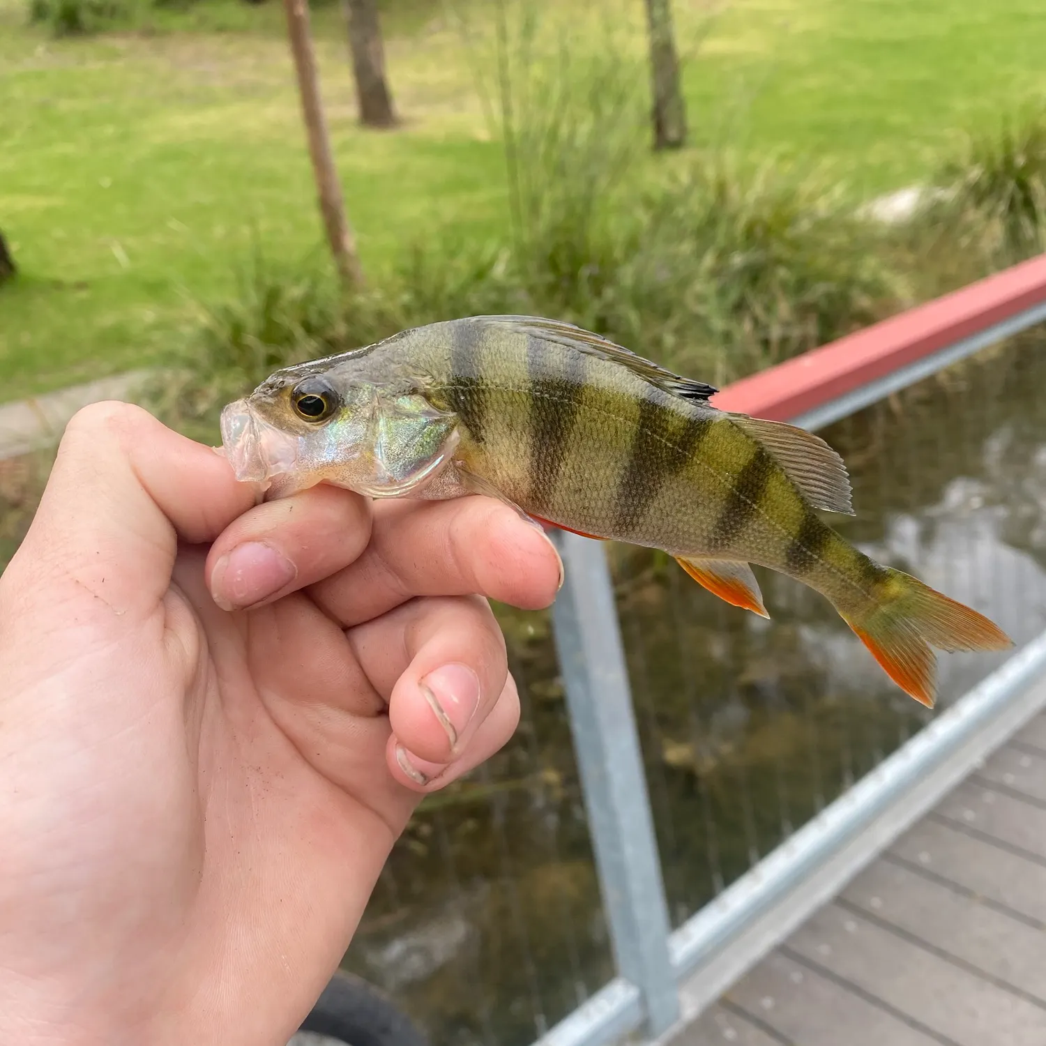 European perch caught on Fishbrain
