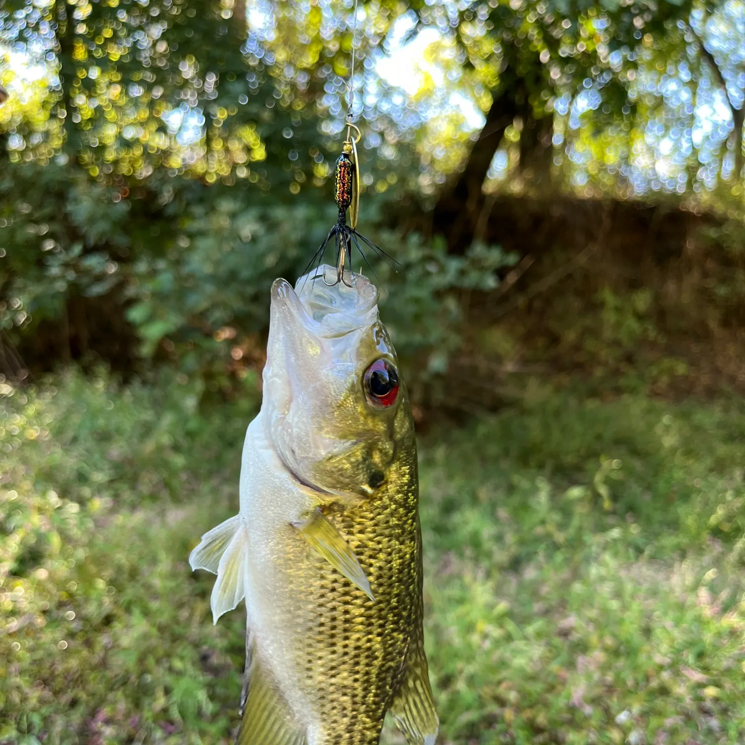 Rock bass caught on Fishbrain