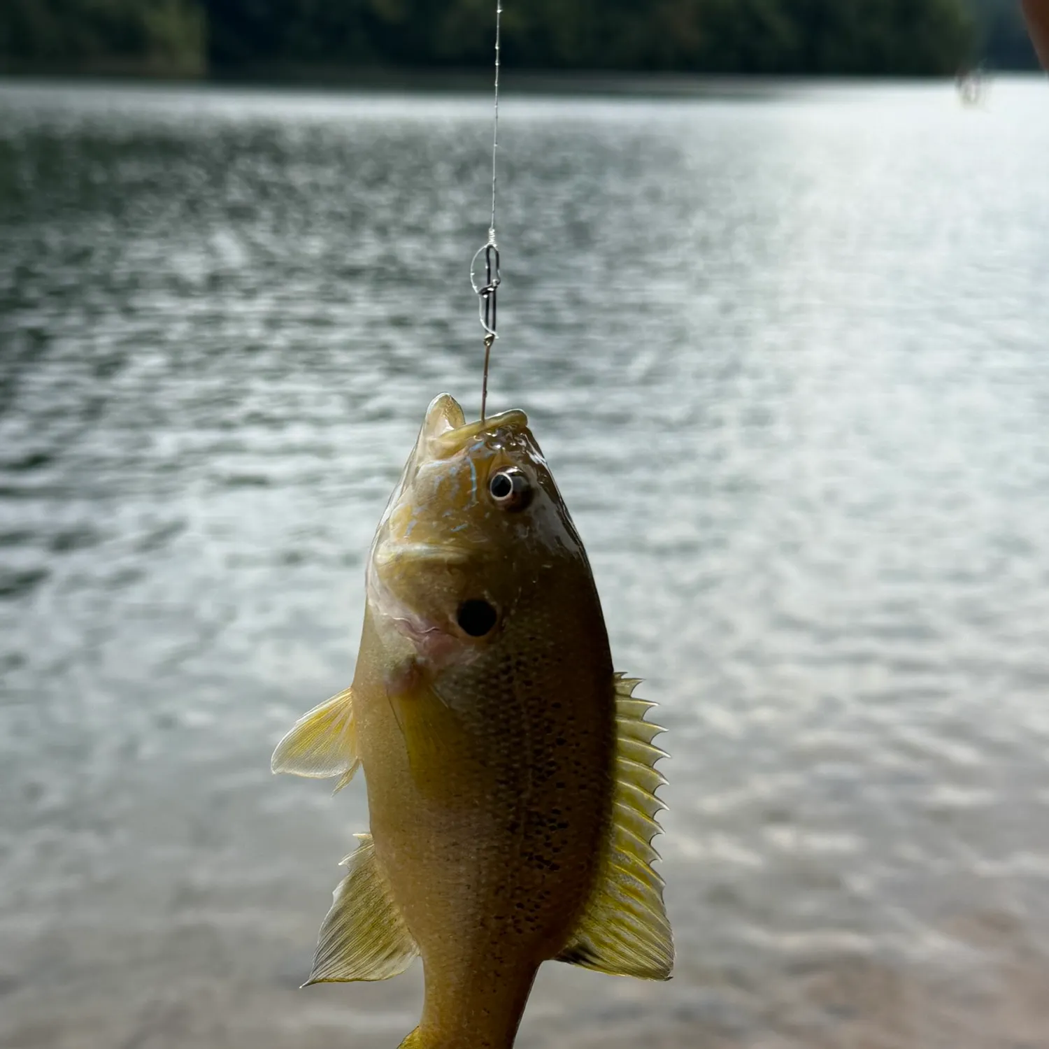 Green sunfish caught on Fishbrain