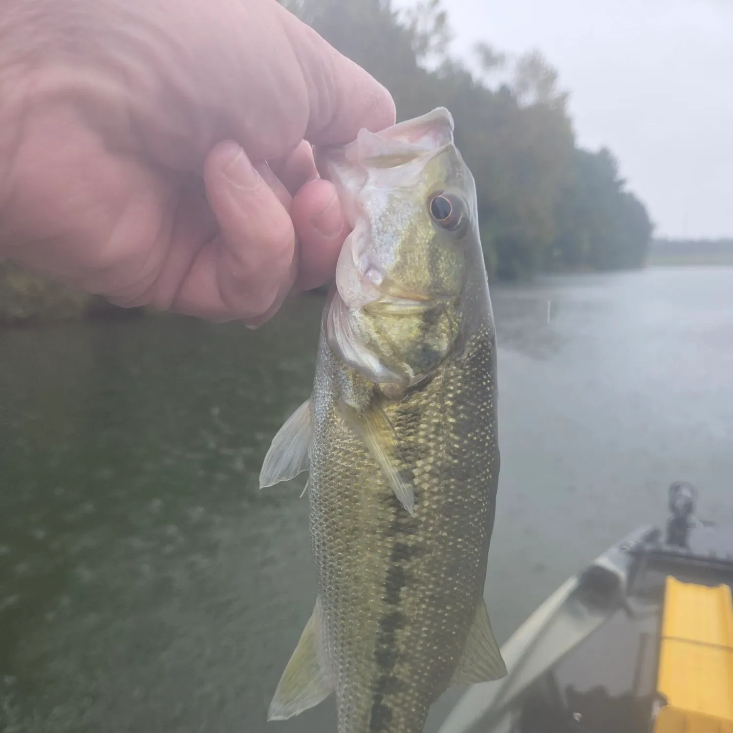 Spotted bass caught on Fishbrain