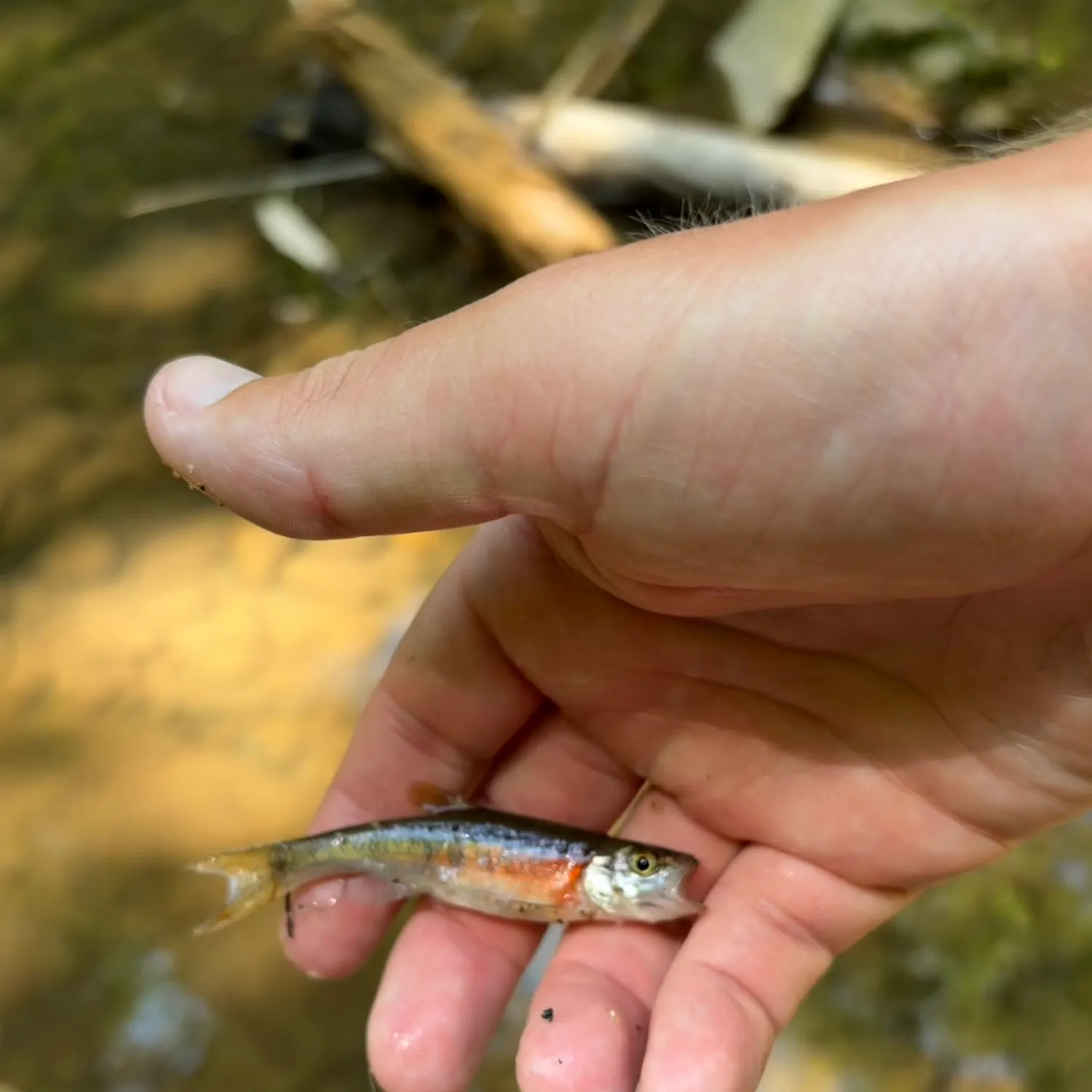 The most recent Rosyside dace catches on Fishbrain
