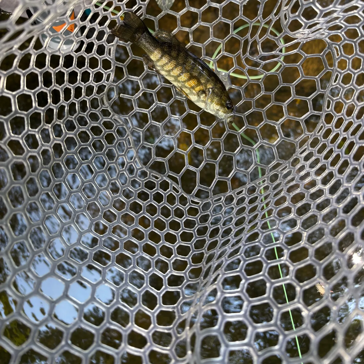 Smallmouth bass caught on Fishbrain