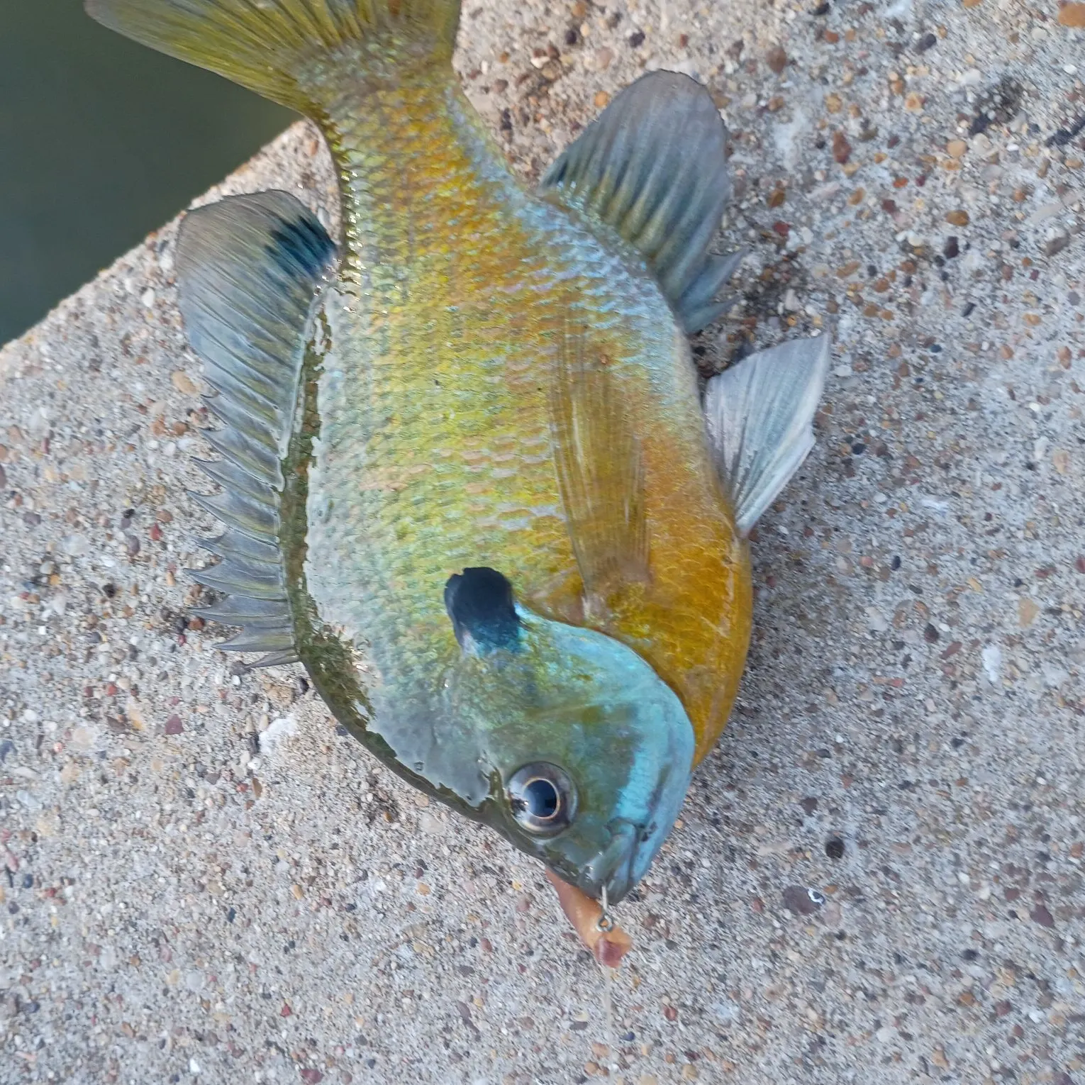 The most recent Bluegill catches on Fishbrain