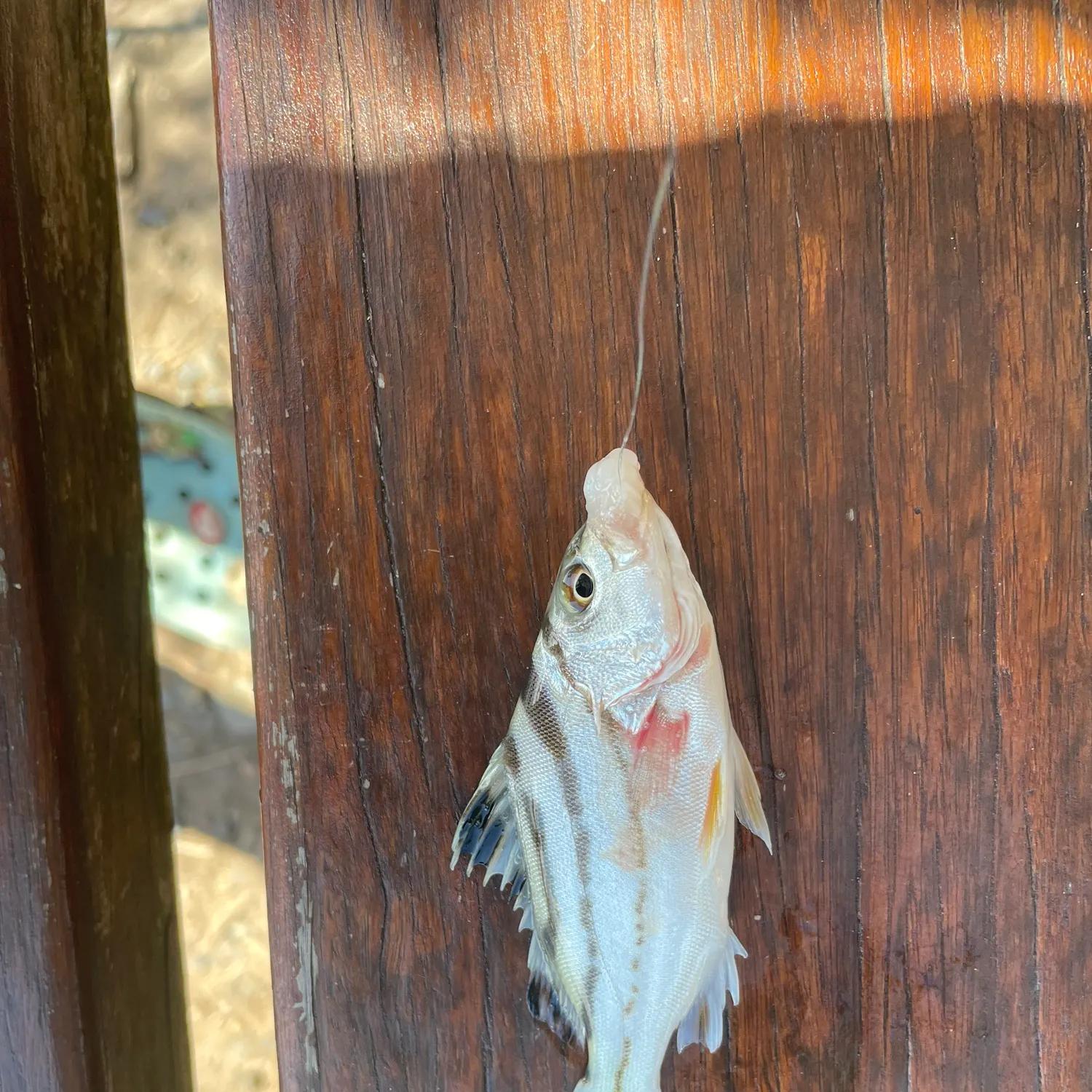 The most recent Eastern striped grunter catches on Fishbrain