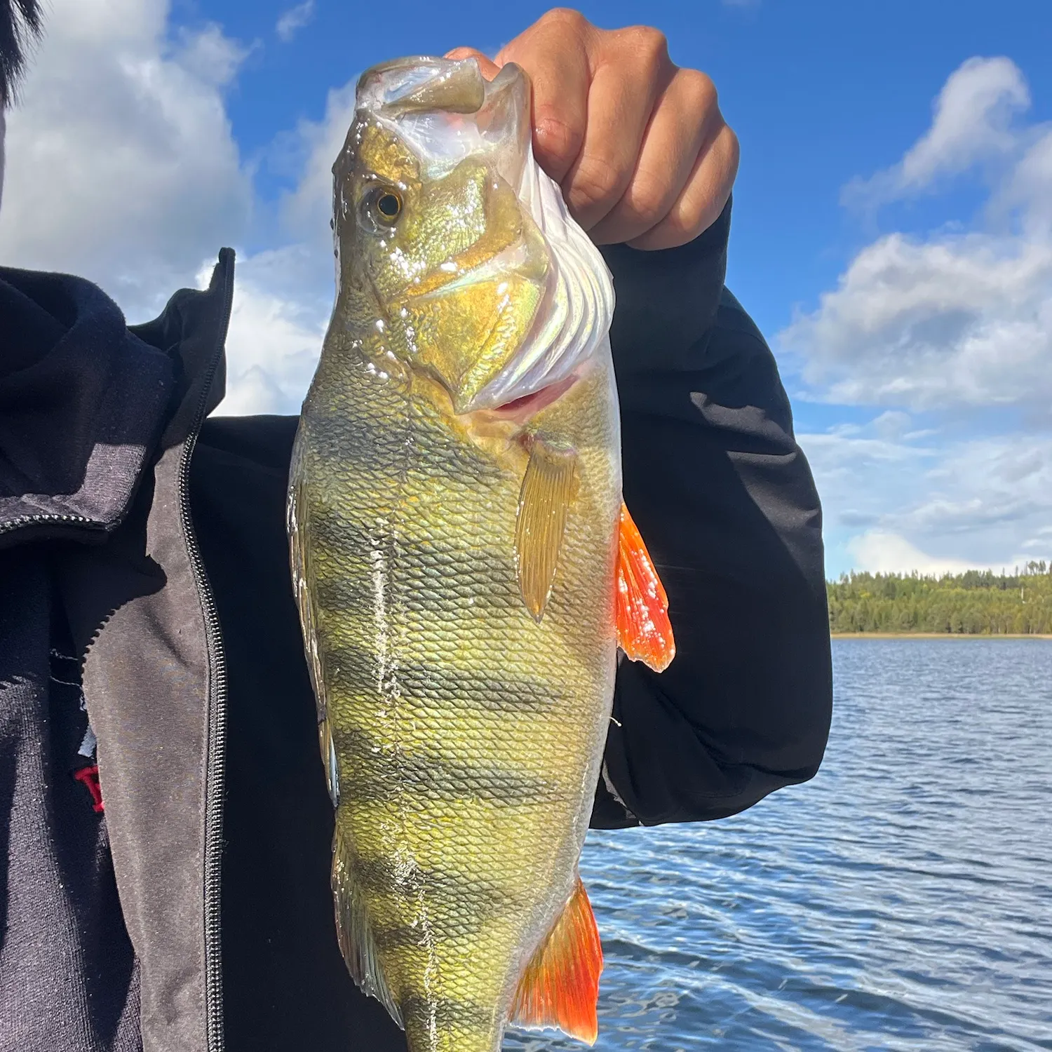 European perch caught on Fishbrain