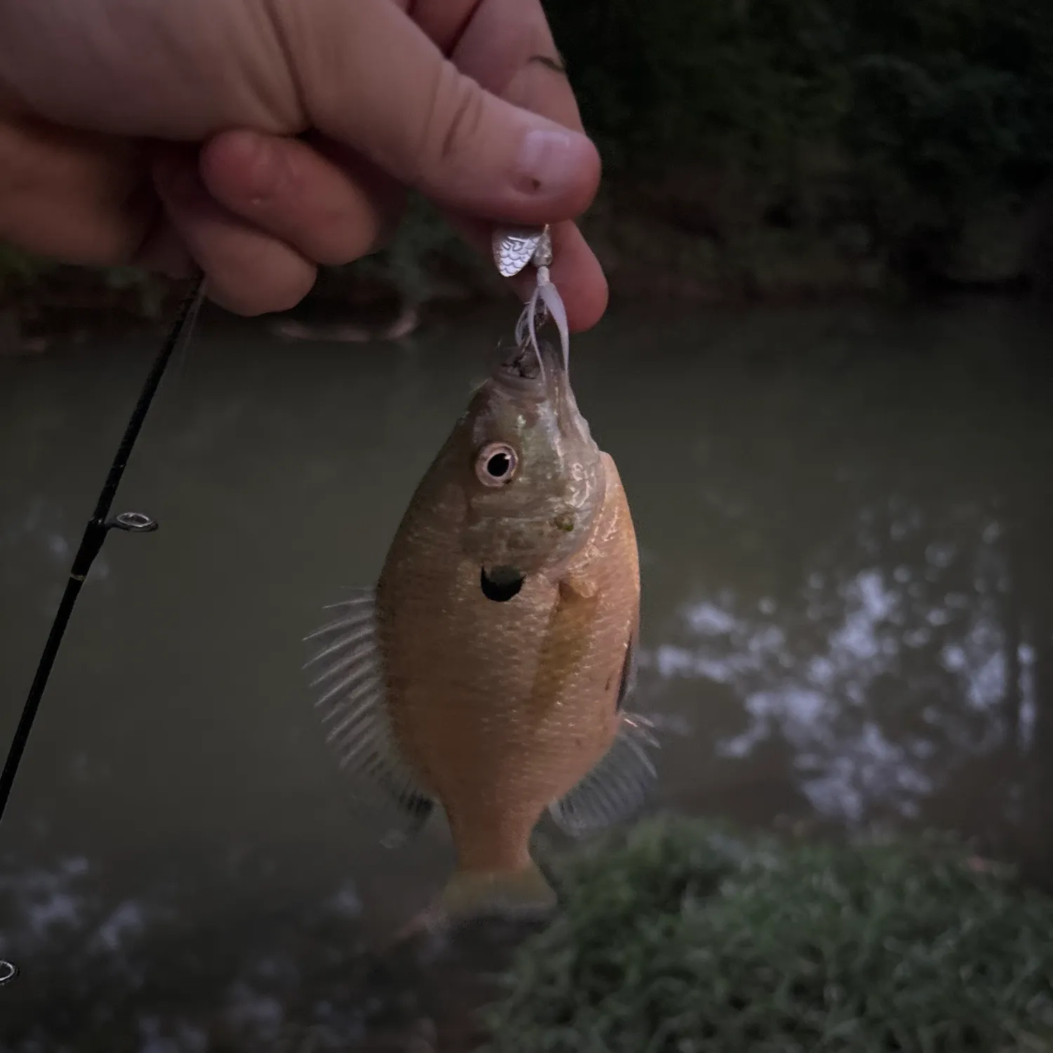 Bluegill caught on Fishbrain